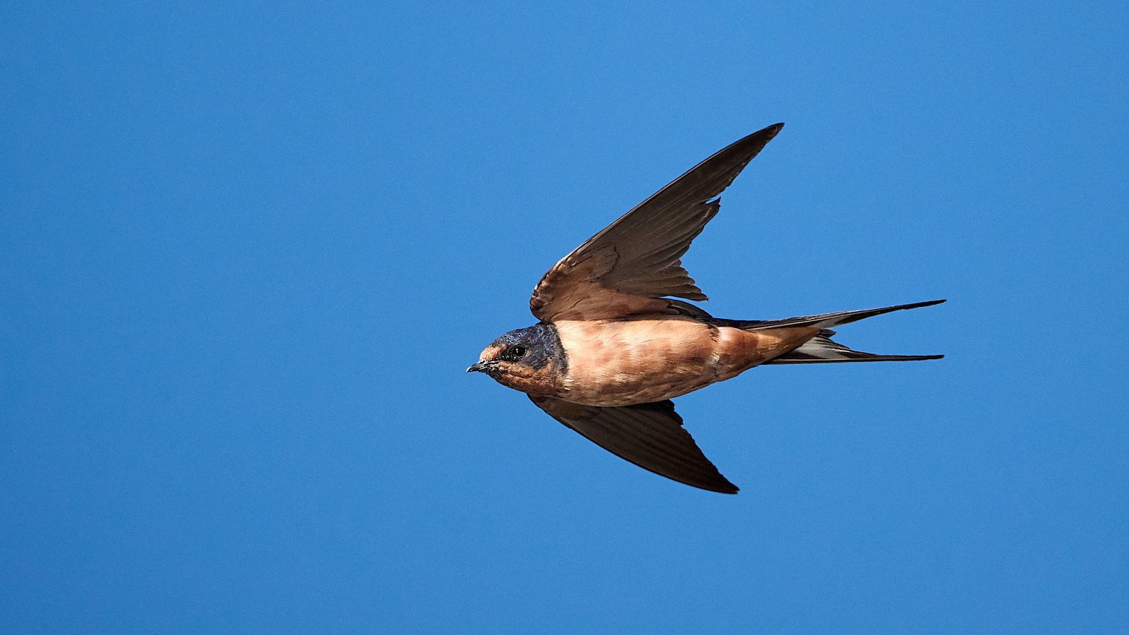 Barn Swallow