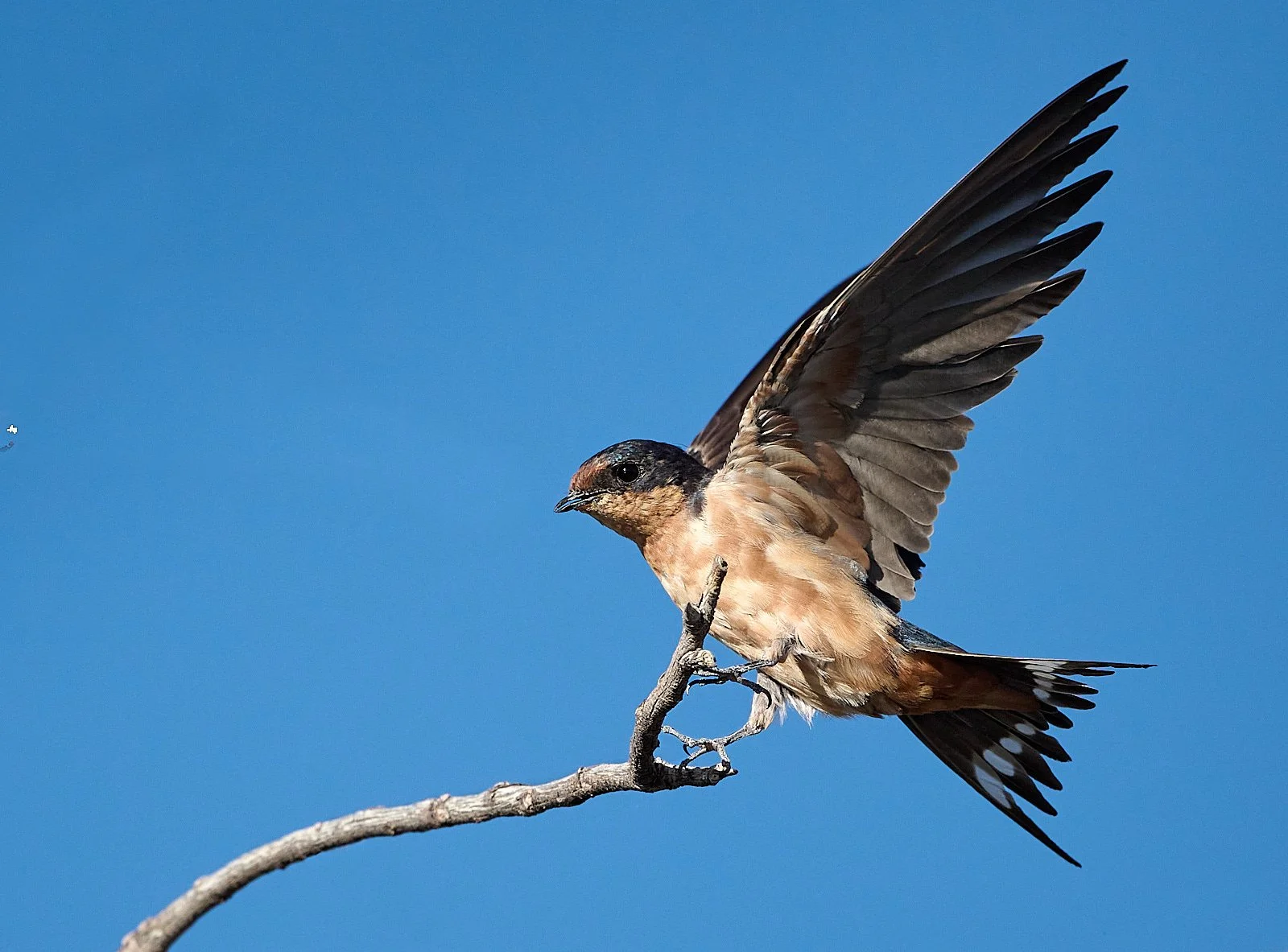 Barn Swallow