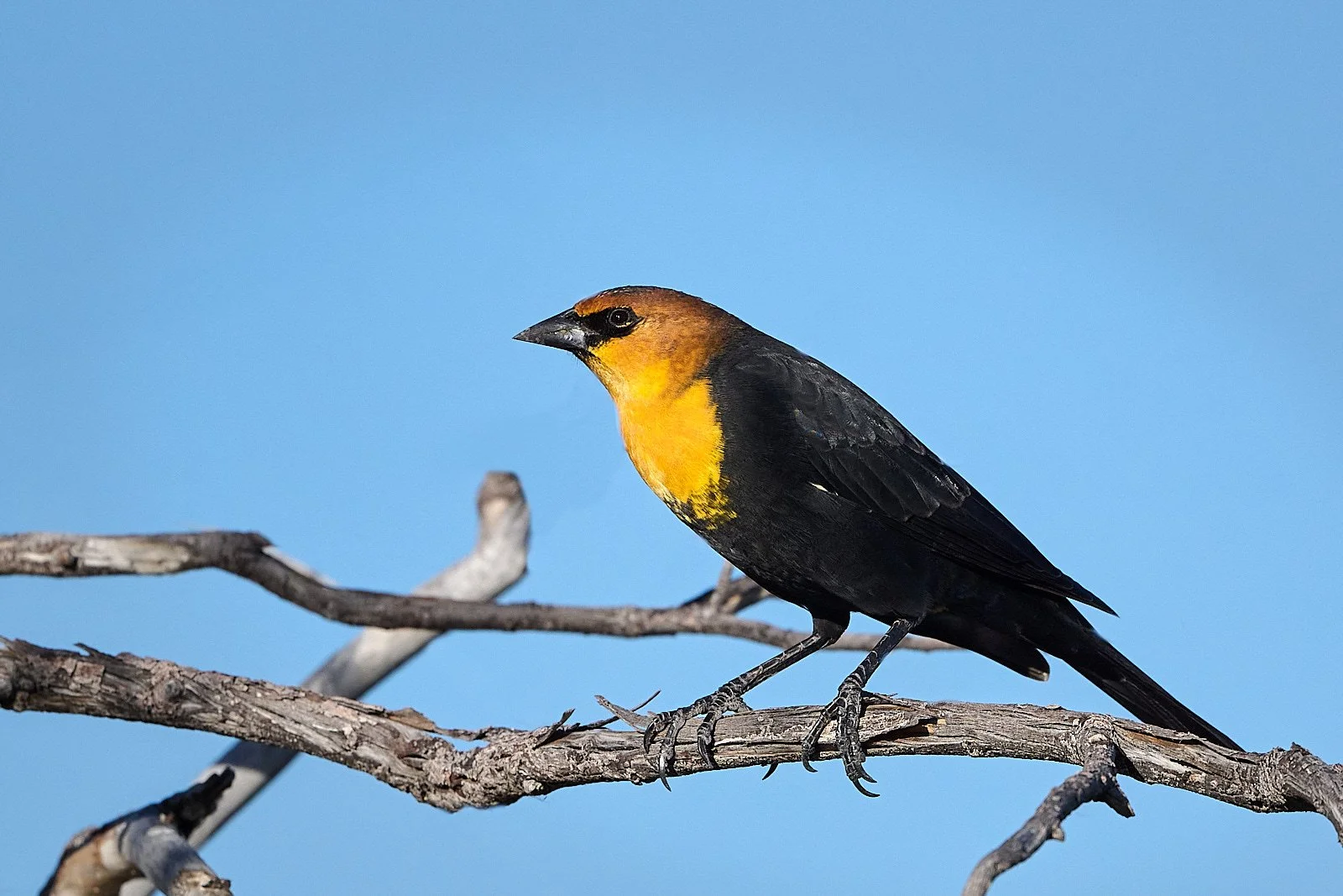 Yellow-headed Blackbird