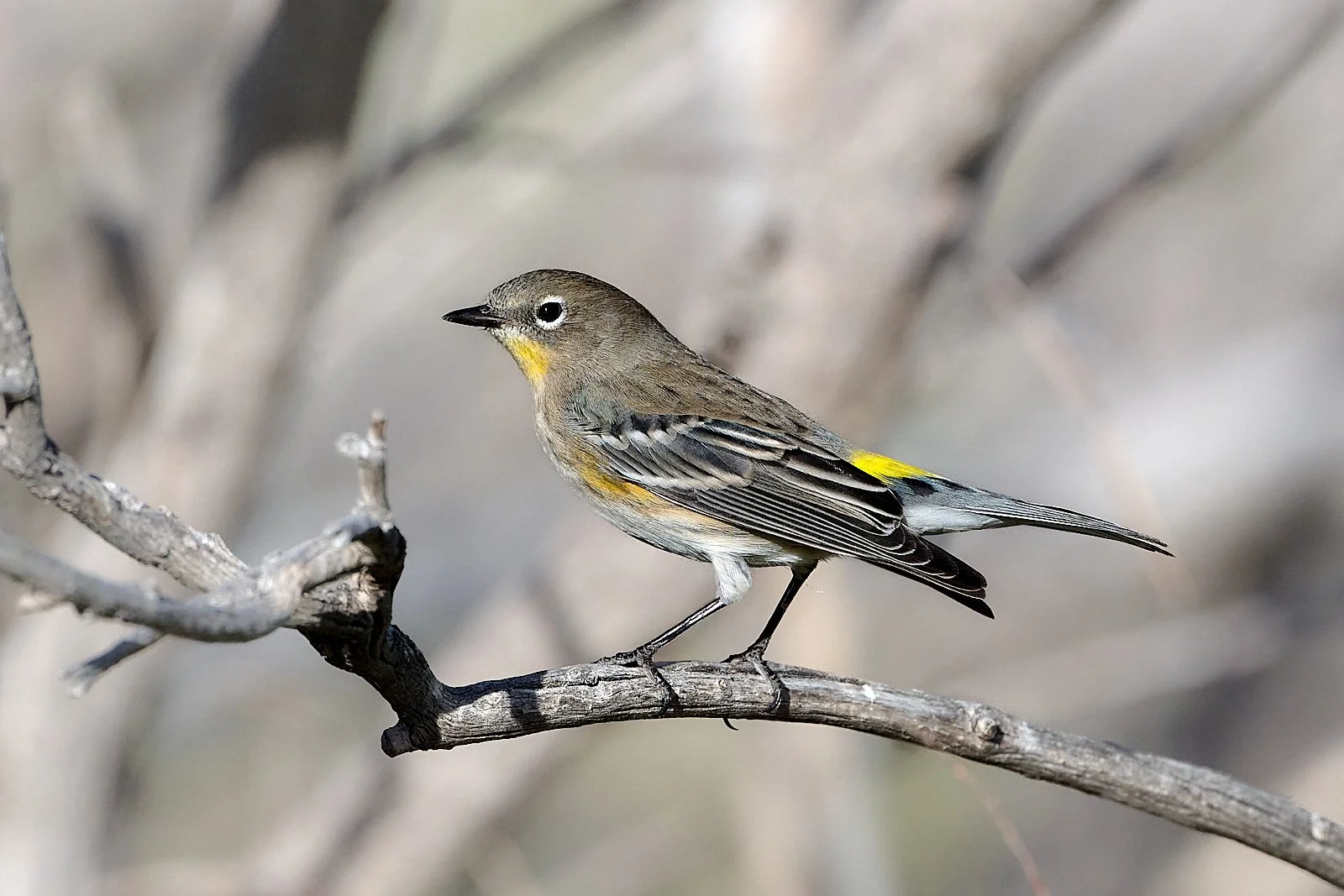 Yellow-rumped Warbler
