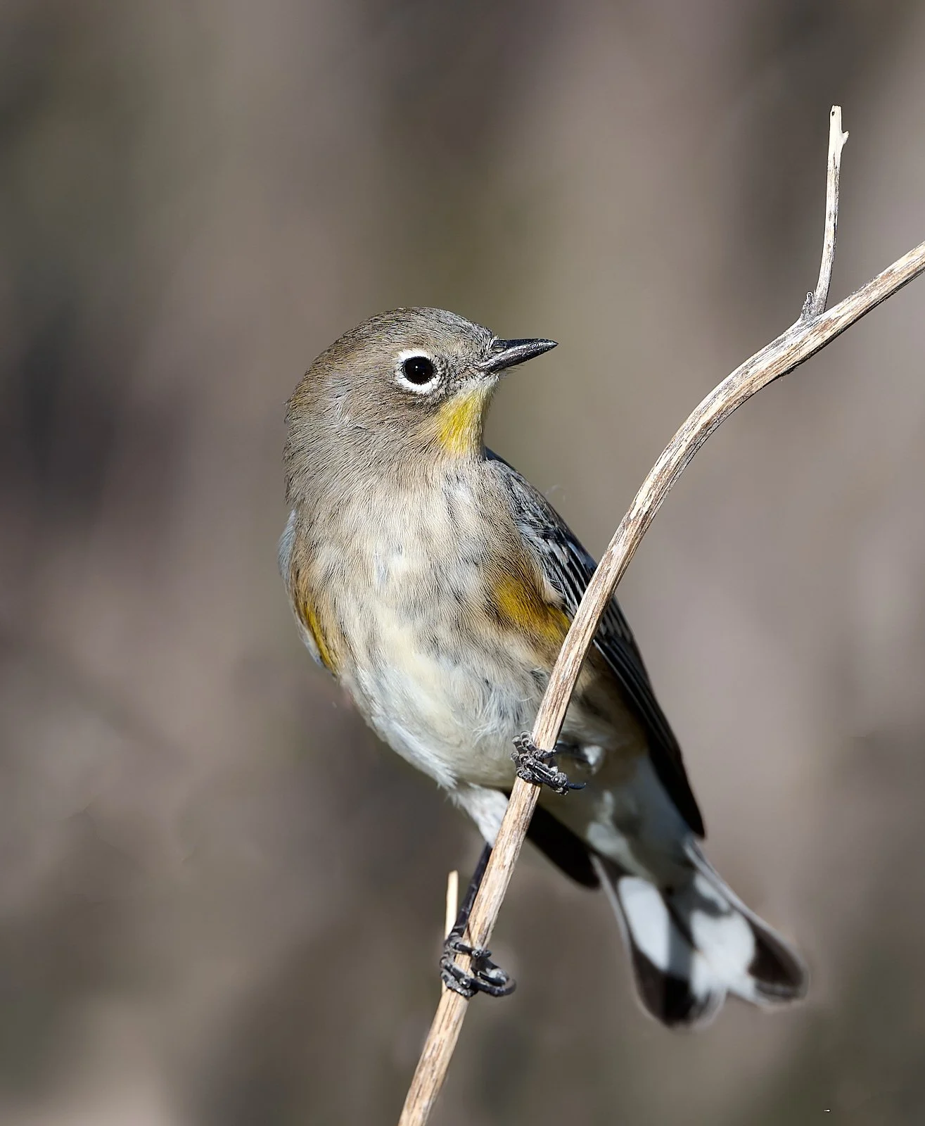Yellow-rumped Warbler