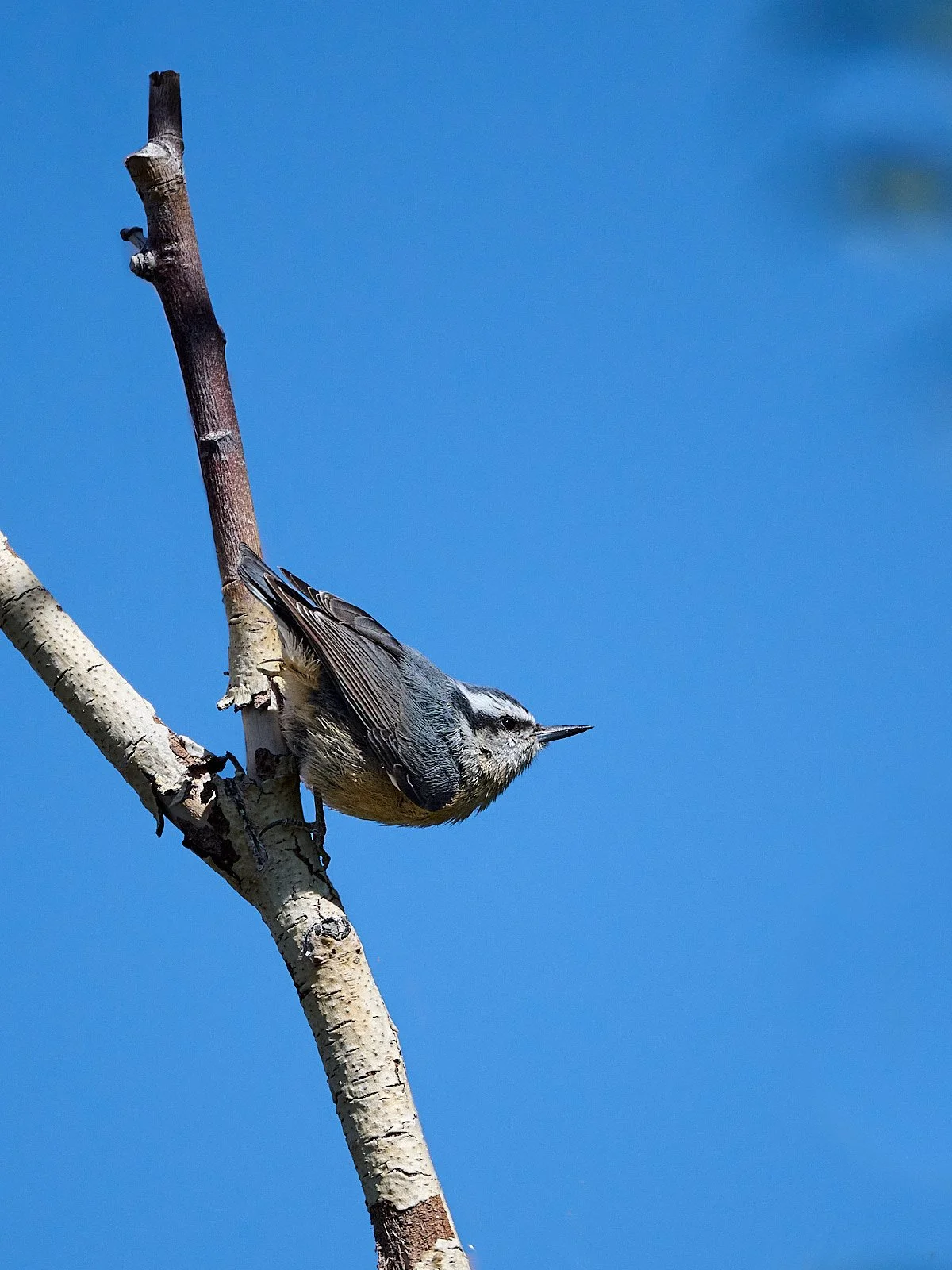 Pygmy Nuthatch