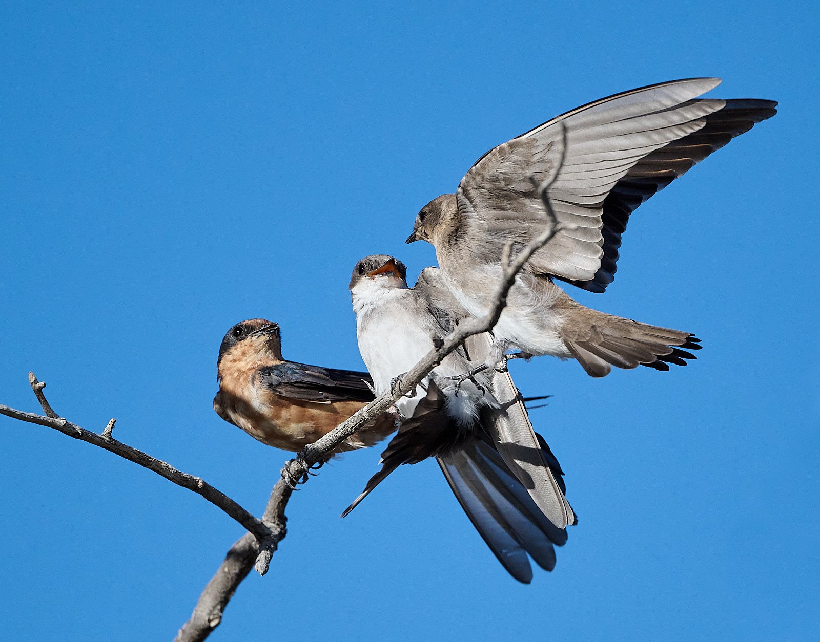 Bad landing: Barn &amp; Tree Swallows