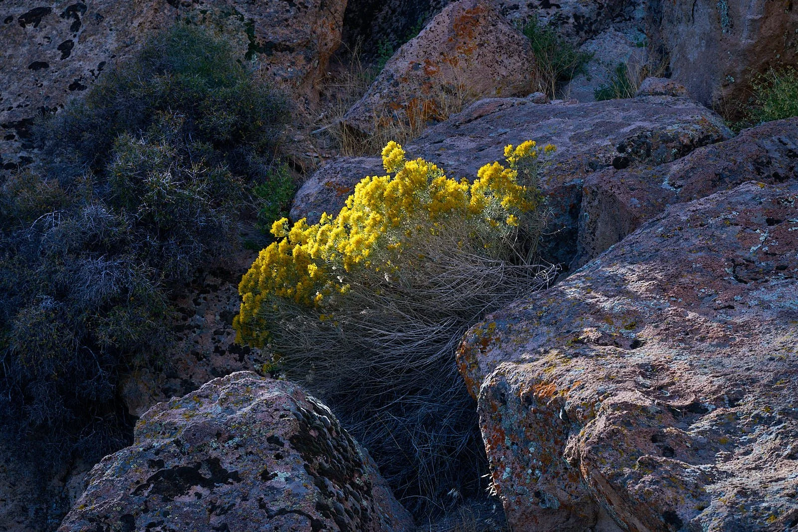 Nevada39  GDW_1424.jpg