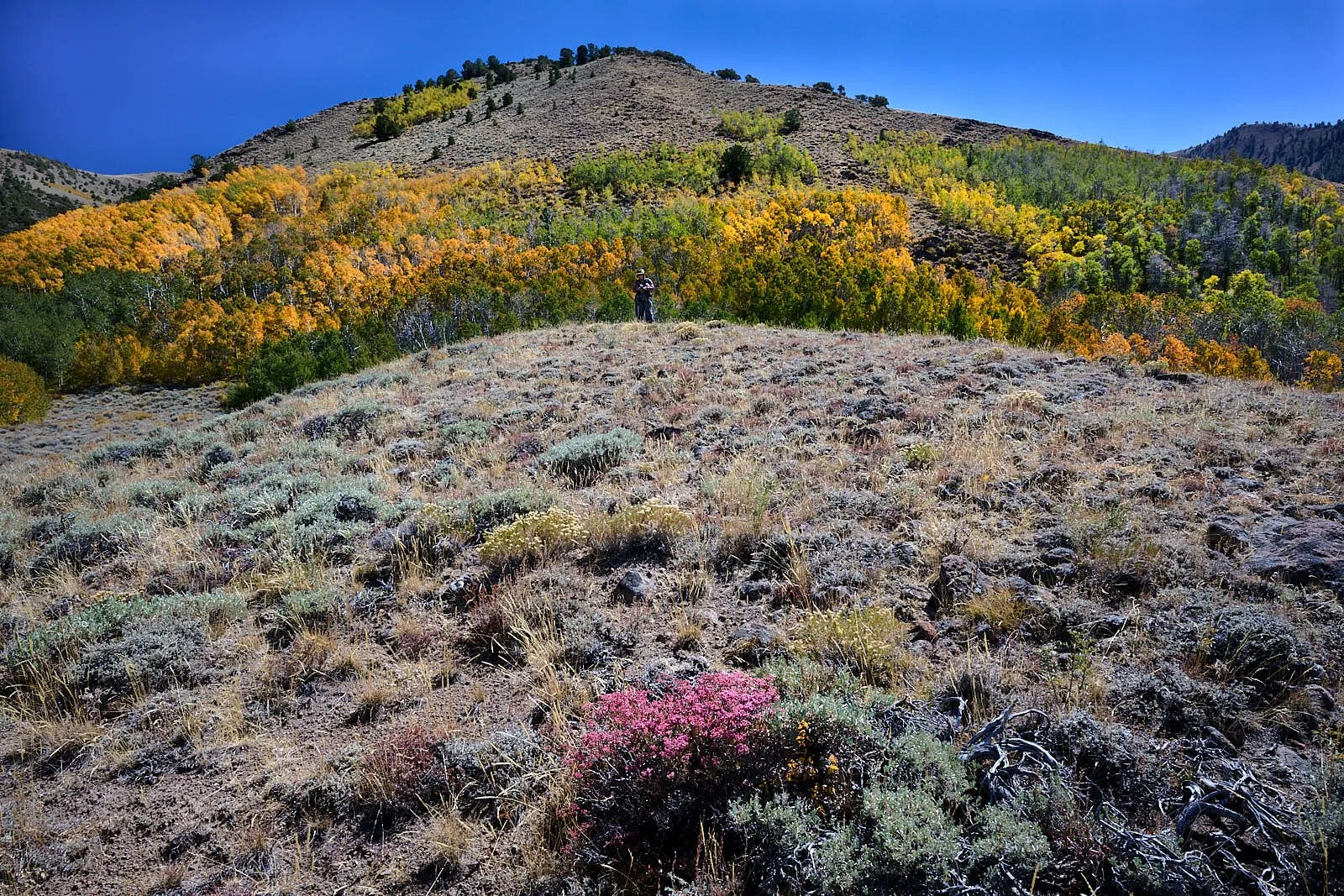 Nevada40  GDW_1531.jpg