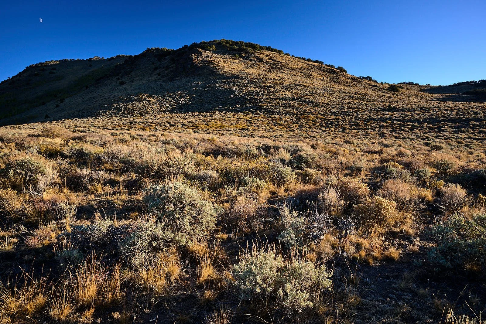 Nevada40  GDW_1574.jpg