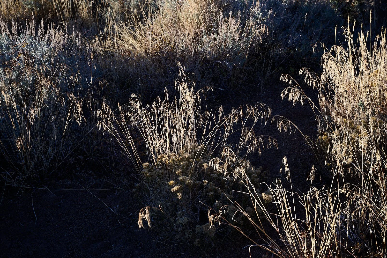 Nevada40  GDW_1579.jpg