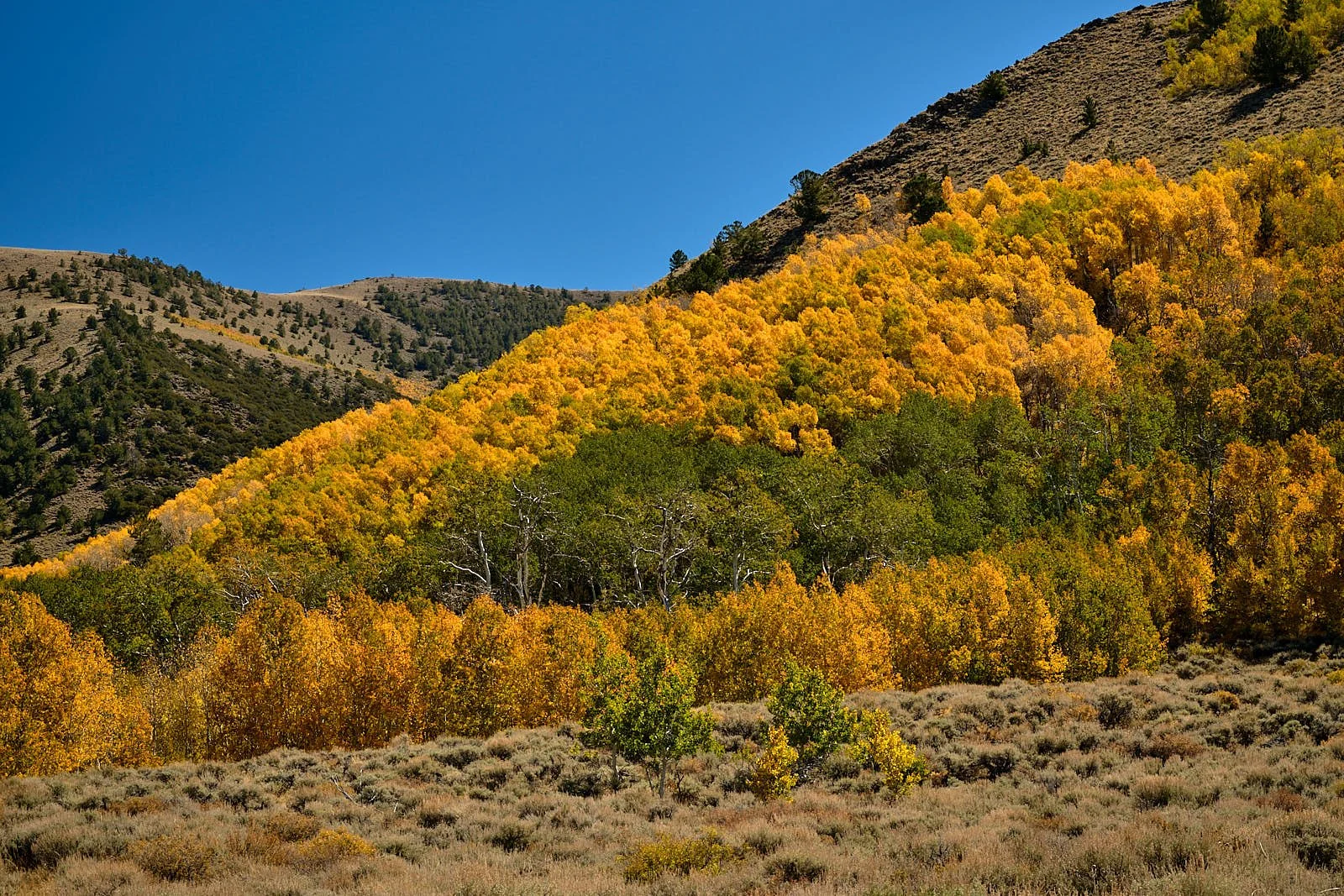 Nevada40  GDW_1492.jpg