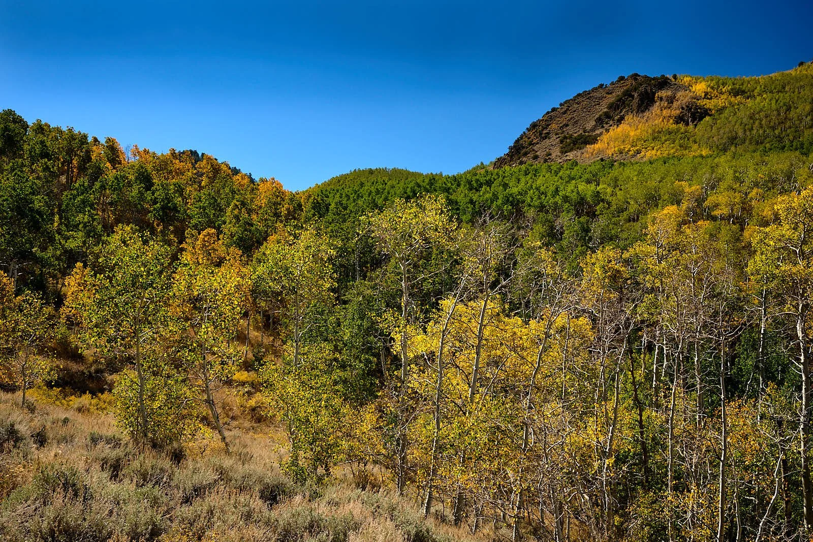 Nevada40  GDW_1482.jpg
