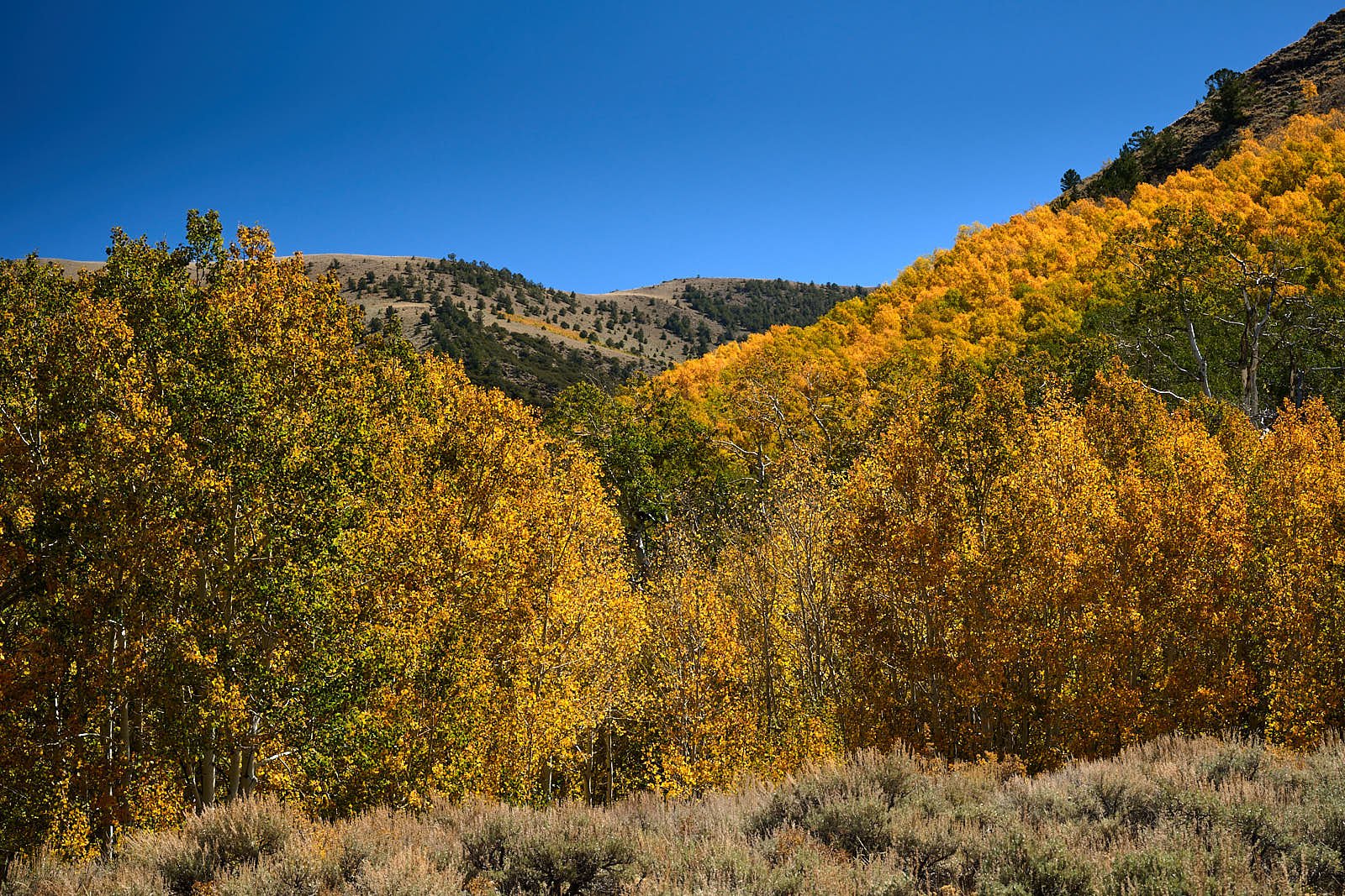 Nevada40  GDW_1501.jpg