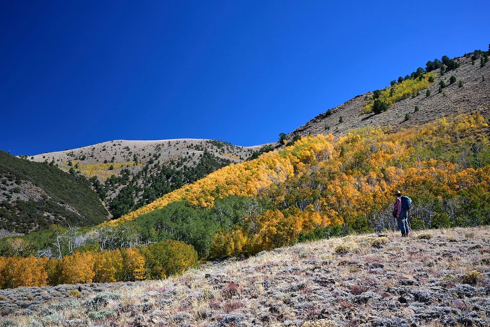 Nevada40  GDW_1523.jpg
