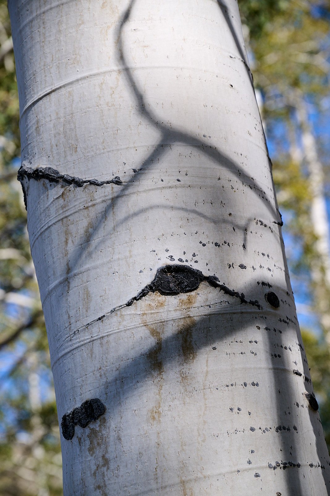 Nevada38  GDW_1170.jpg