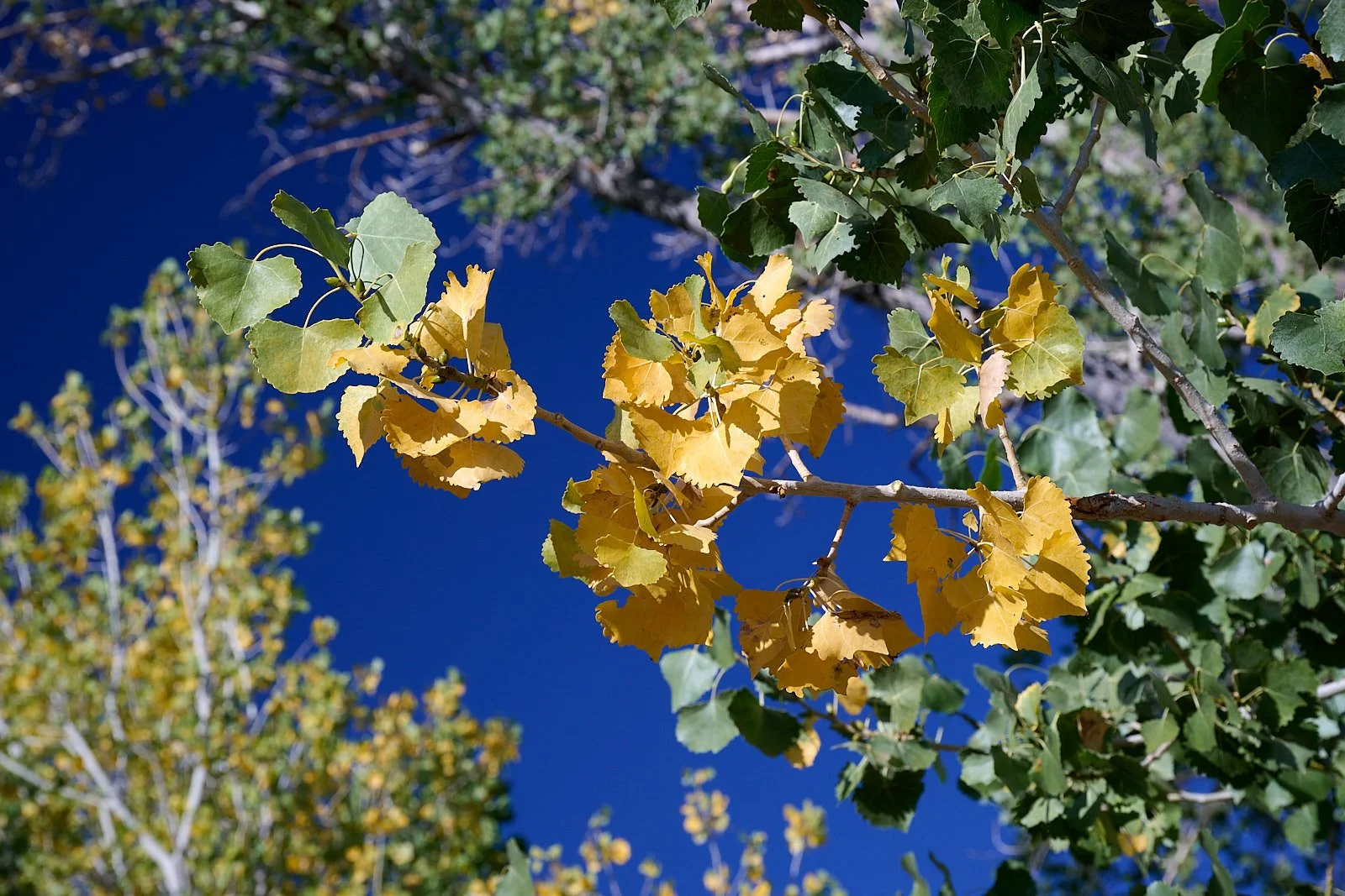 Nevada44  GDW_1623.jpg