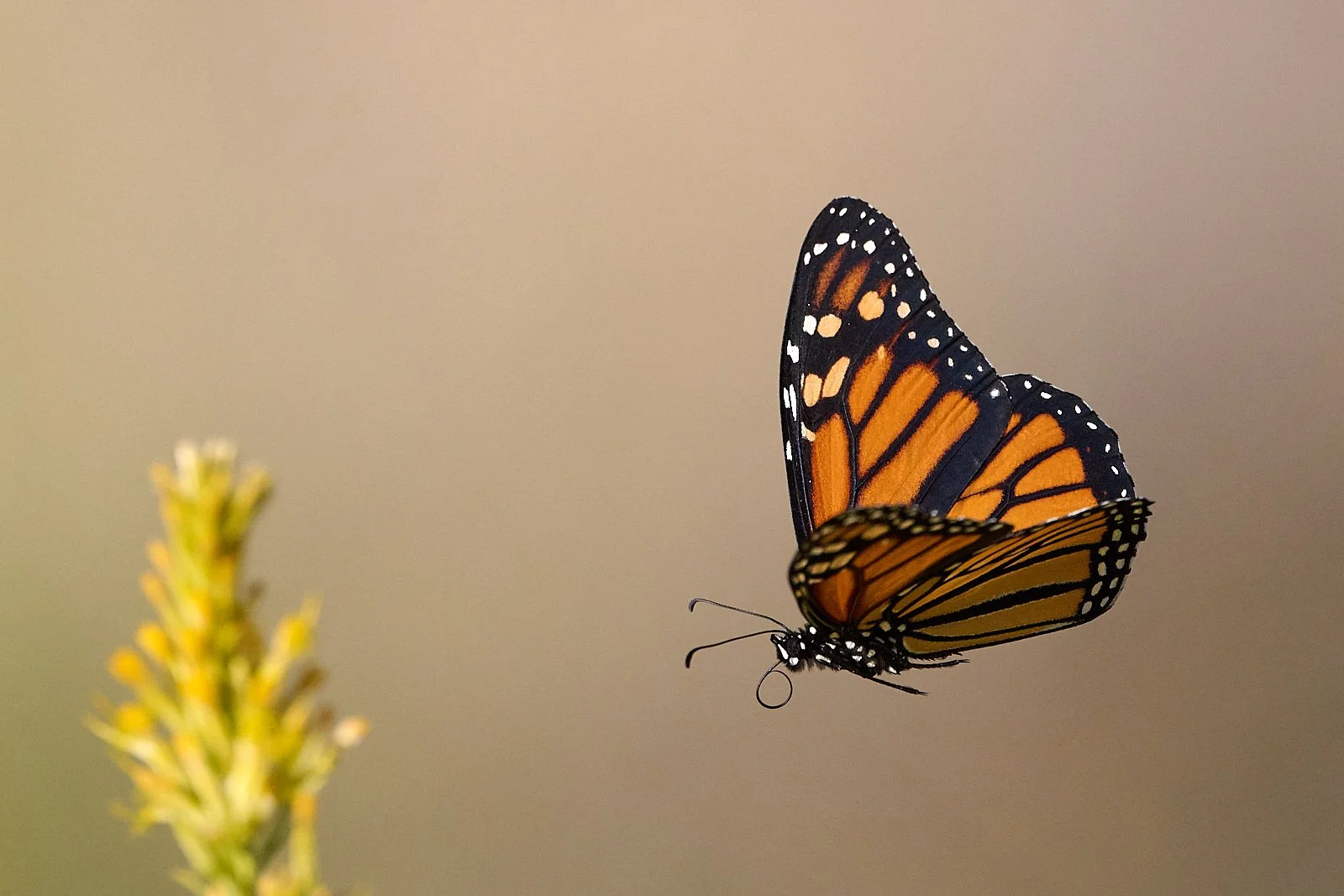 Monarch