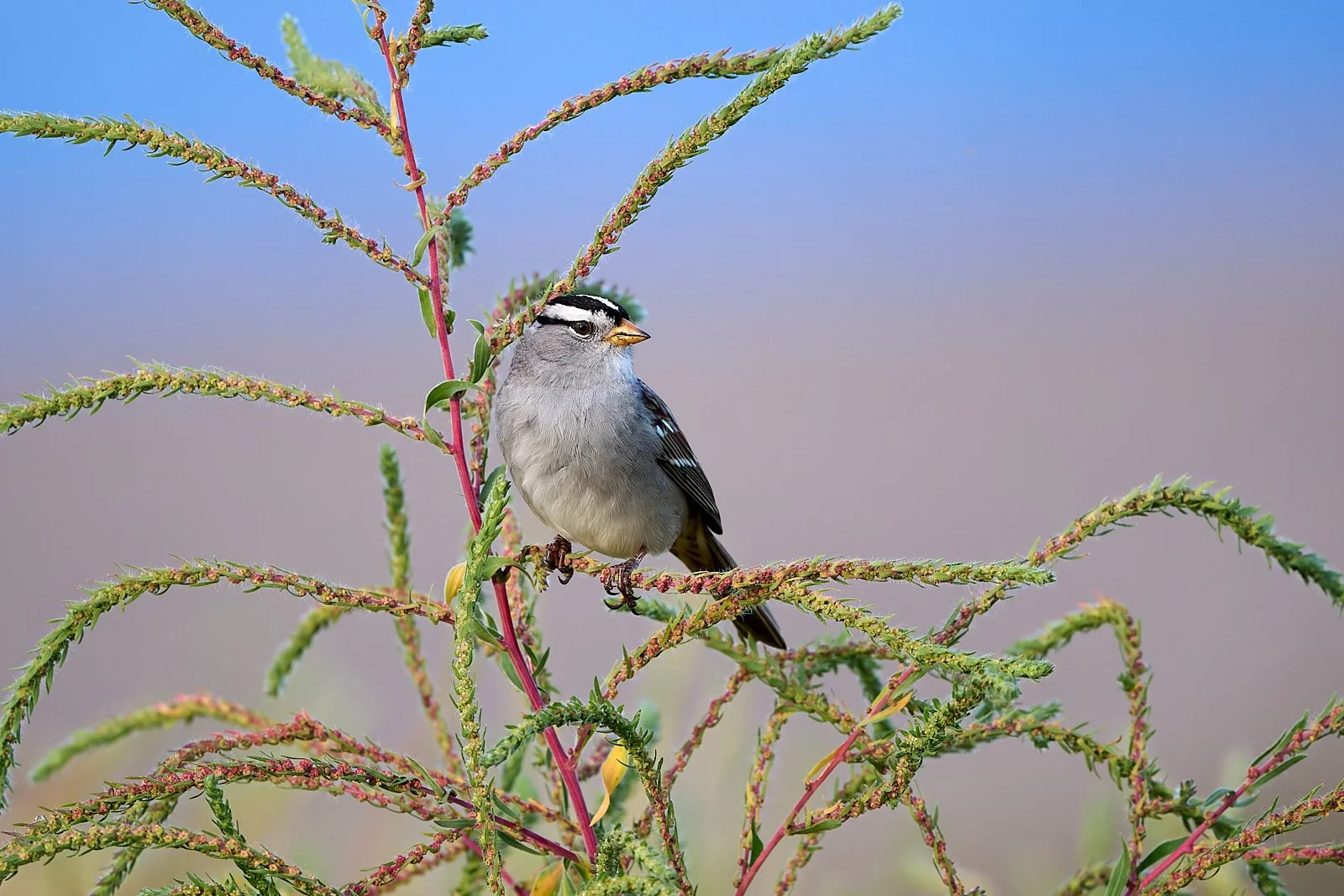 White-crowned Sparrow