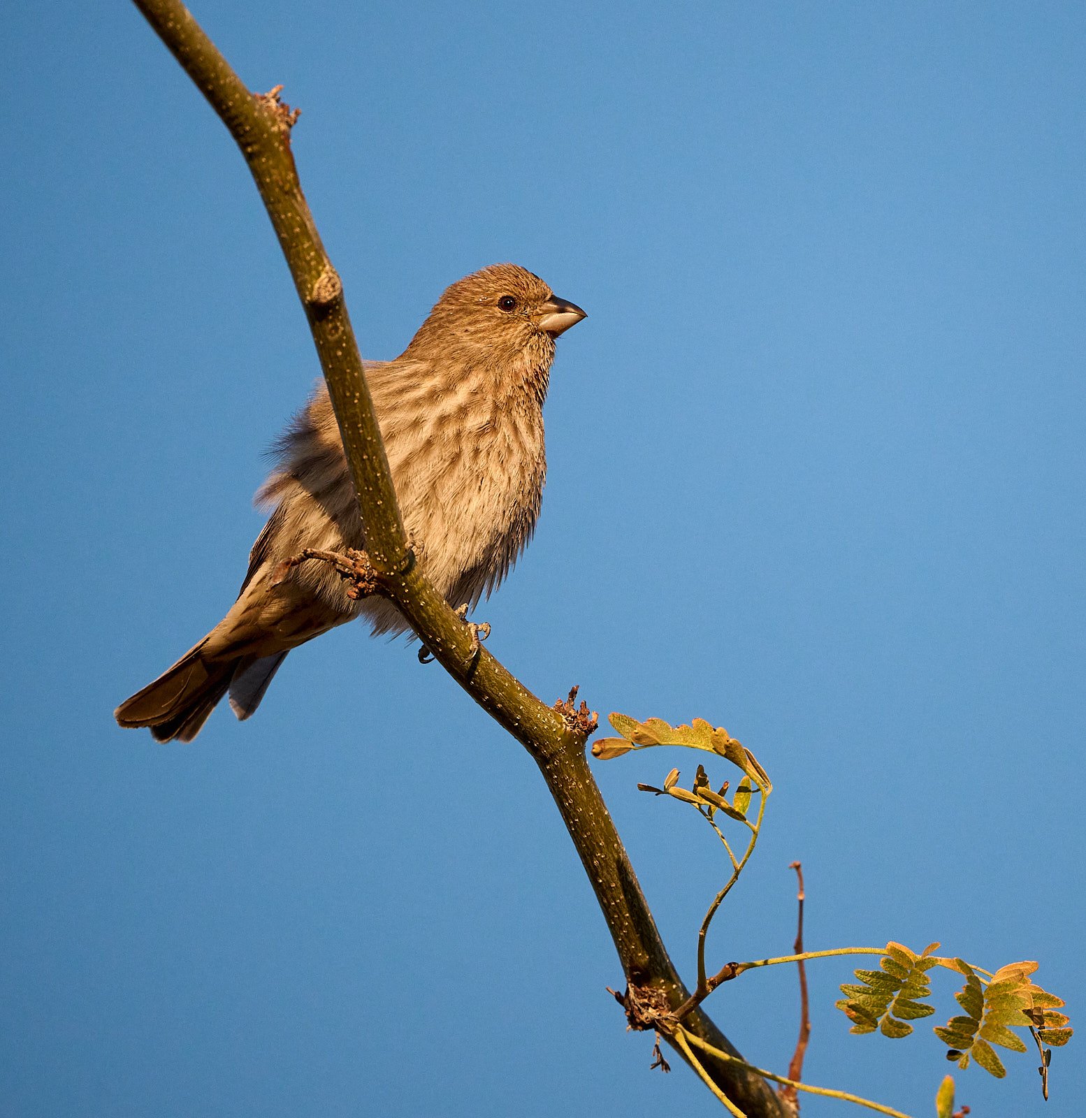 House Finch