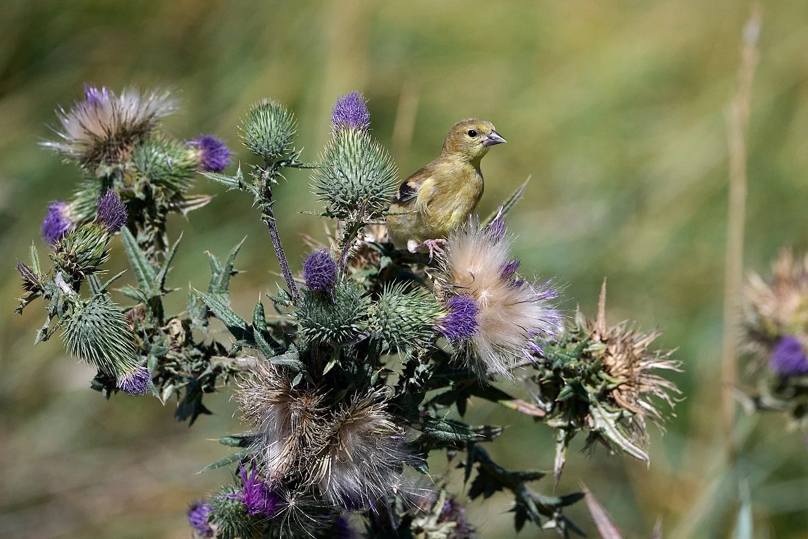 Lesser Goldfinch harvesting thistle seeds