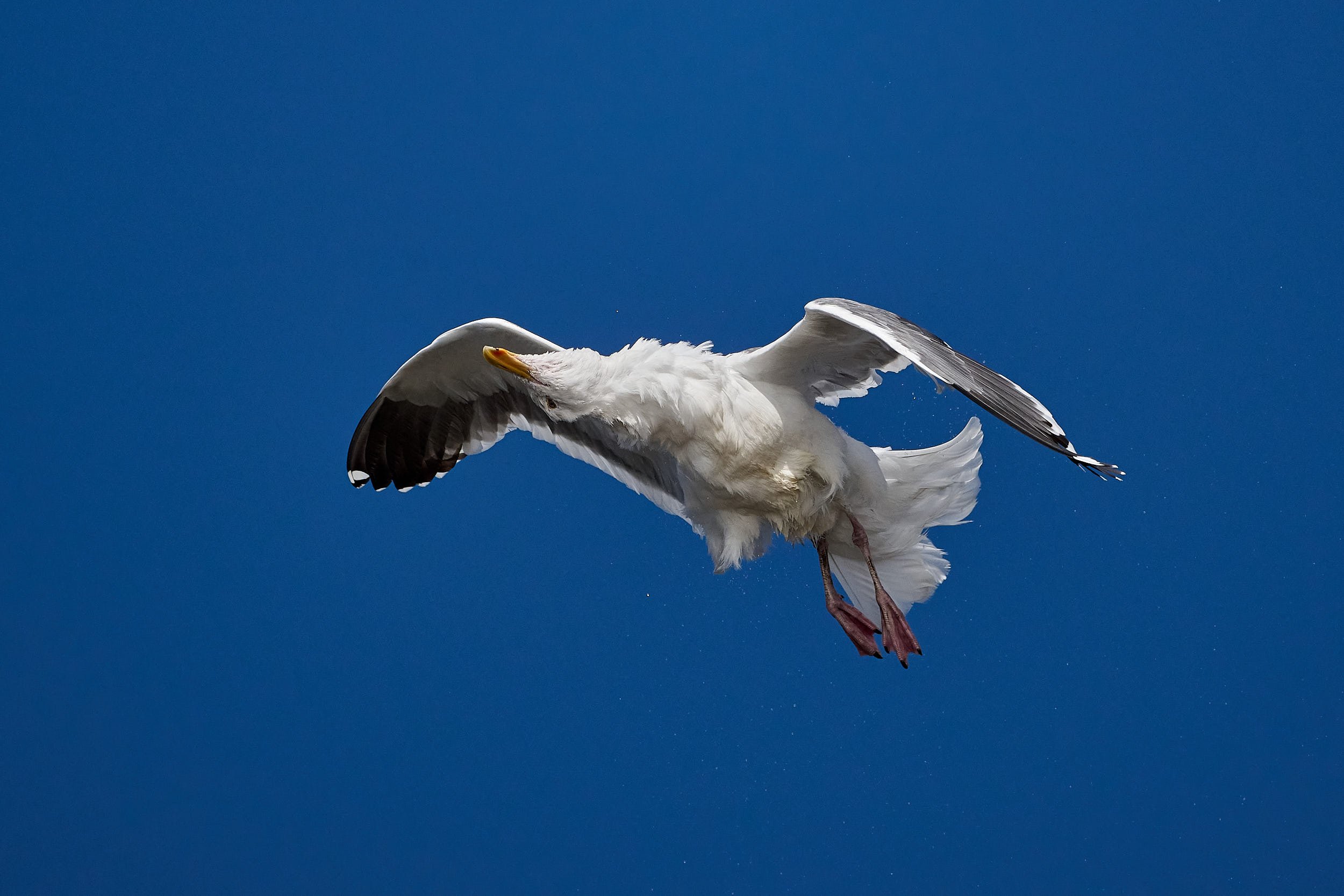 Western Gull