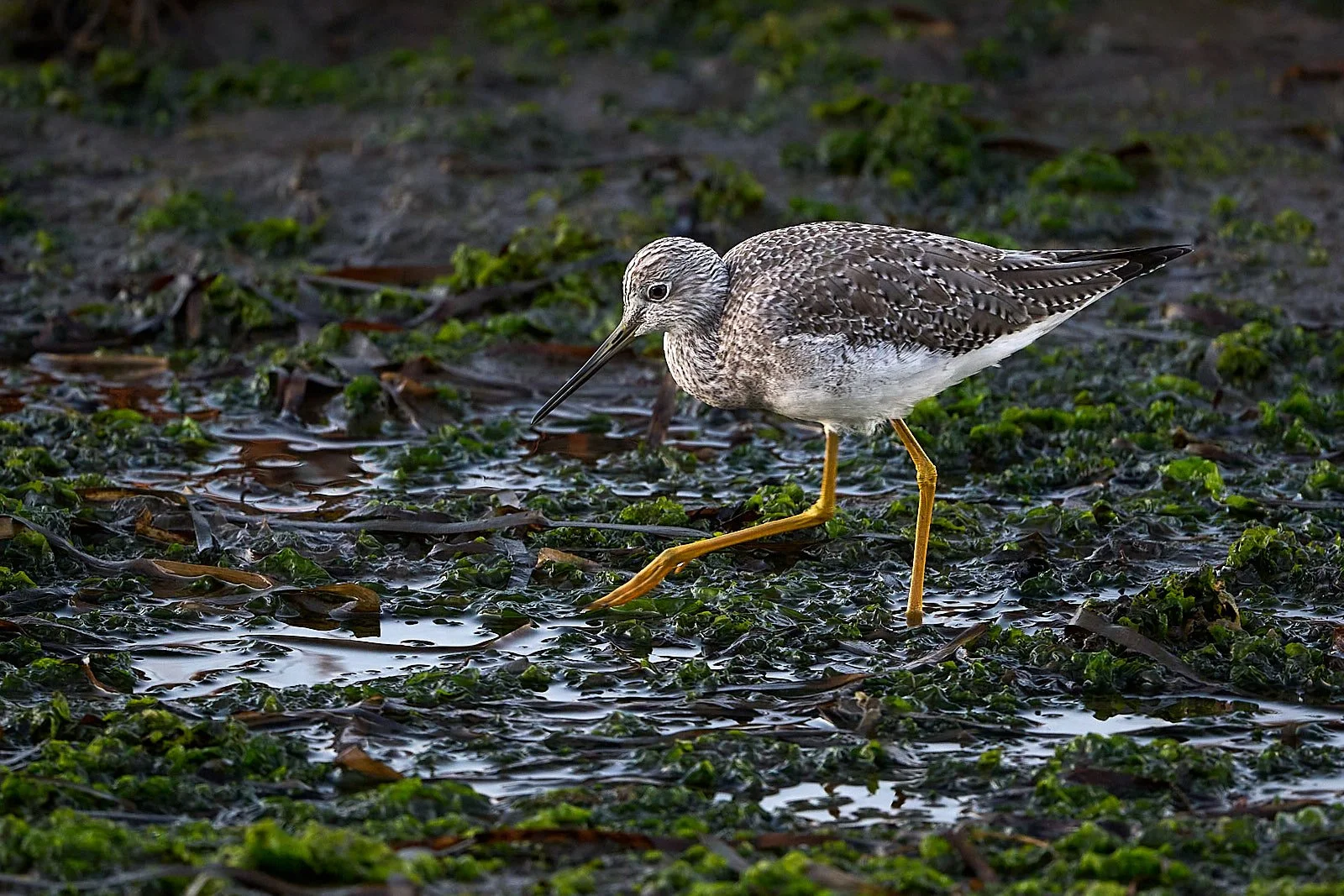 Greater Yellowlegs