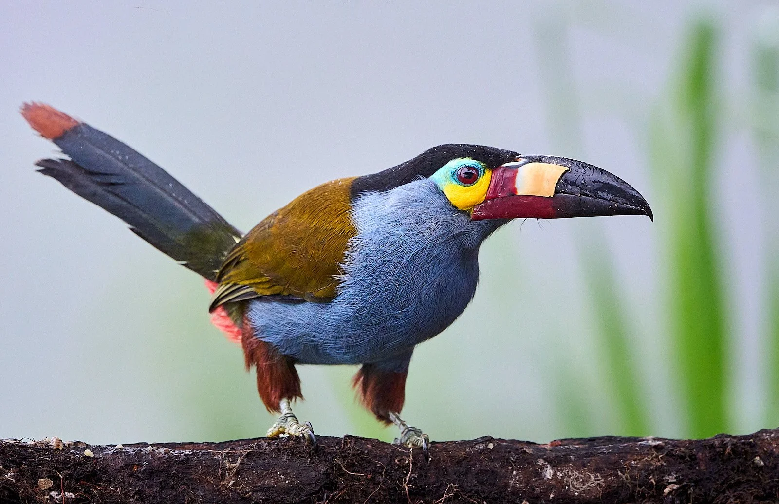 Plate-billed Mountain Toucan