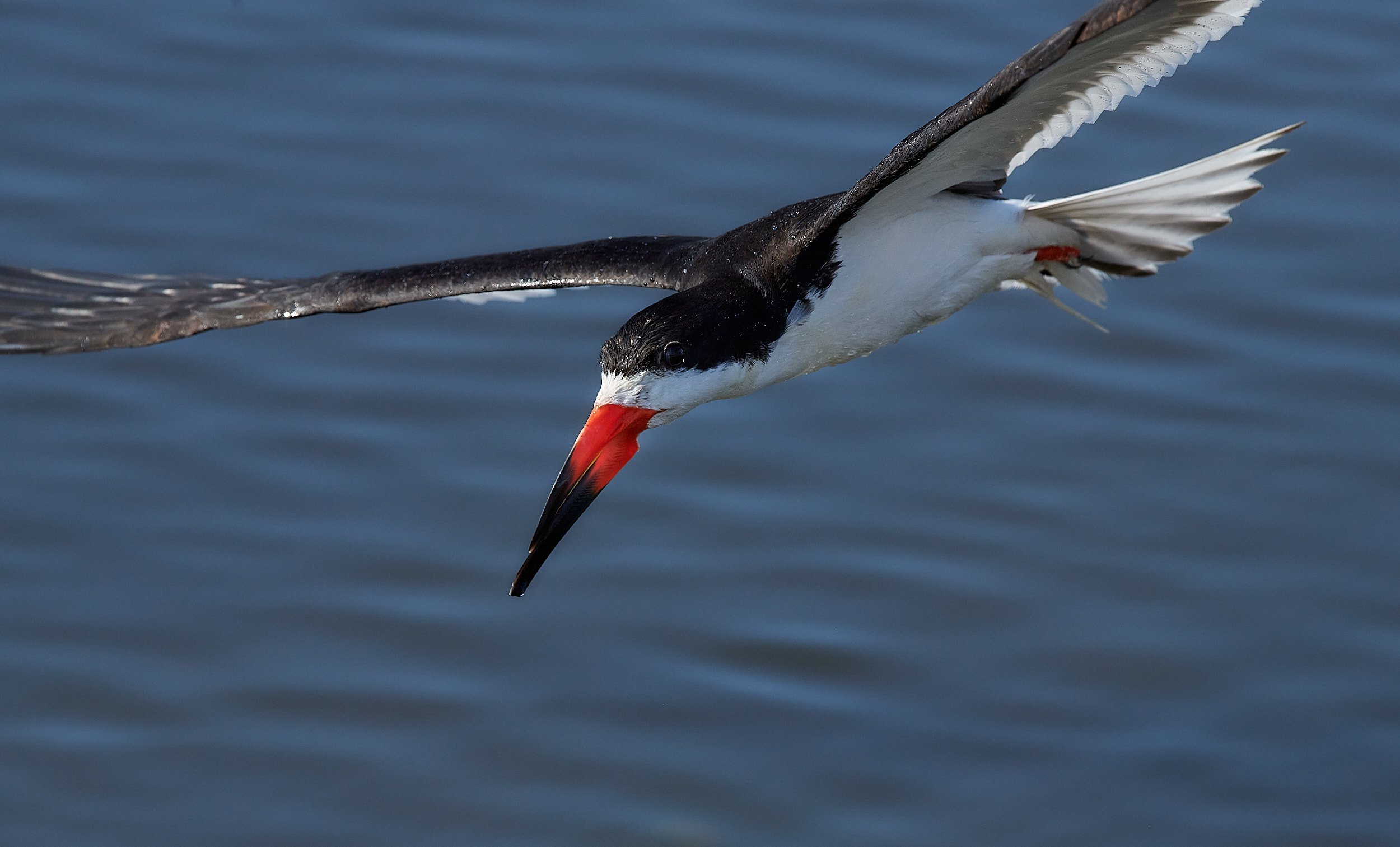 Black Skimmer