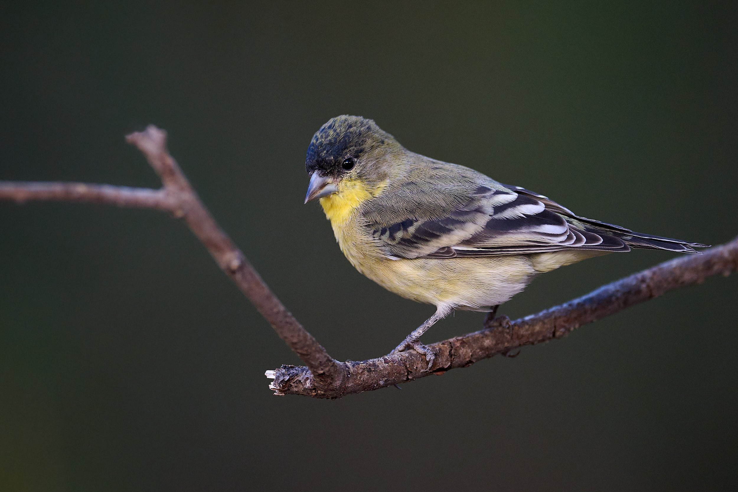 Lesser Goldfinch