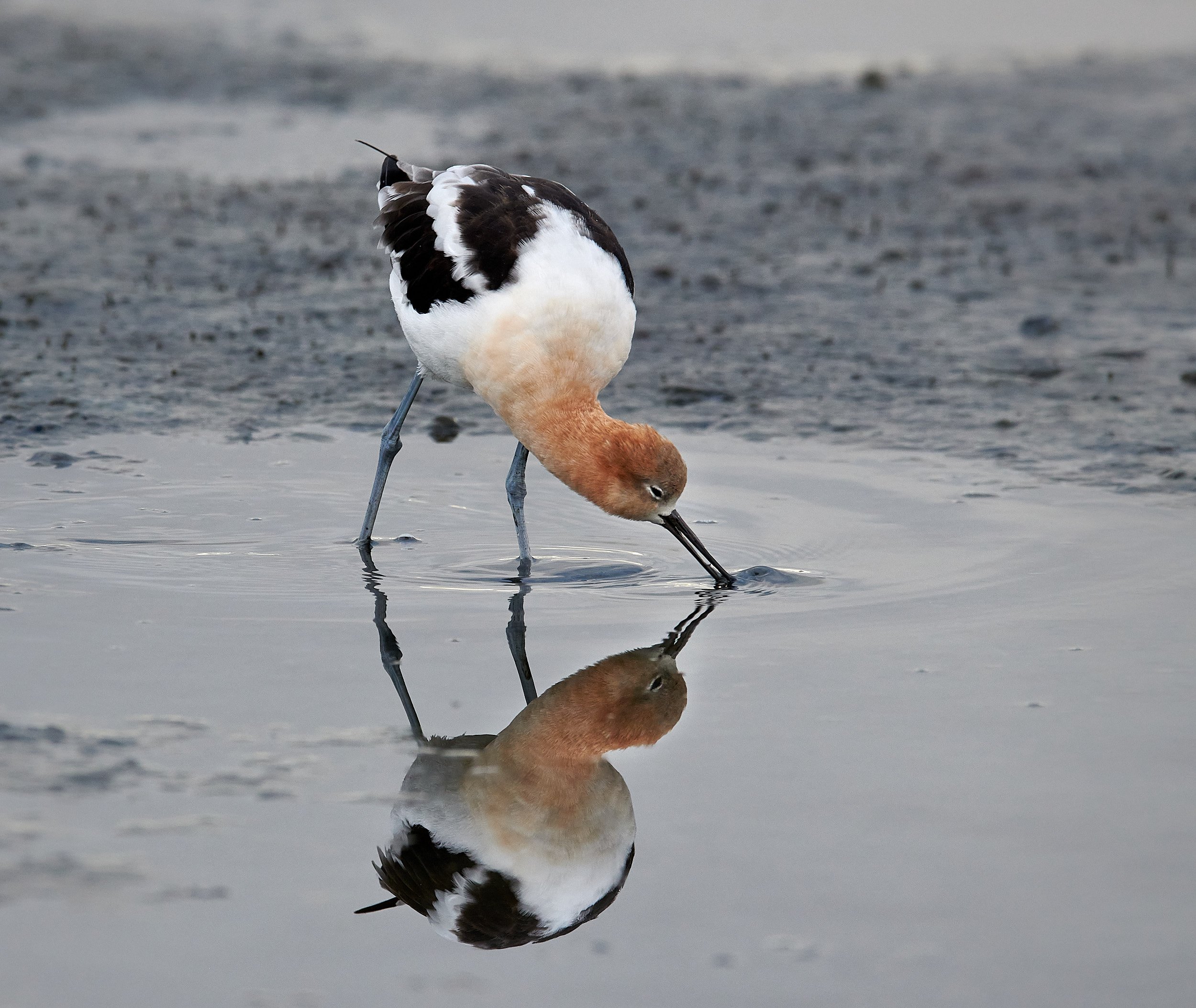 Avocet