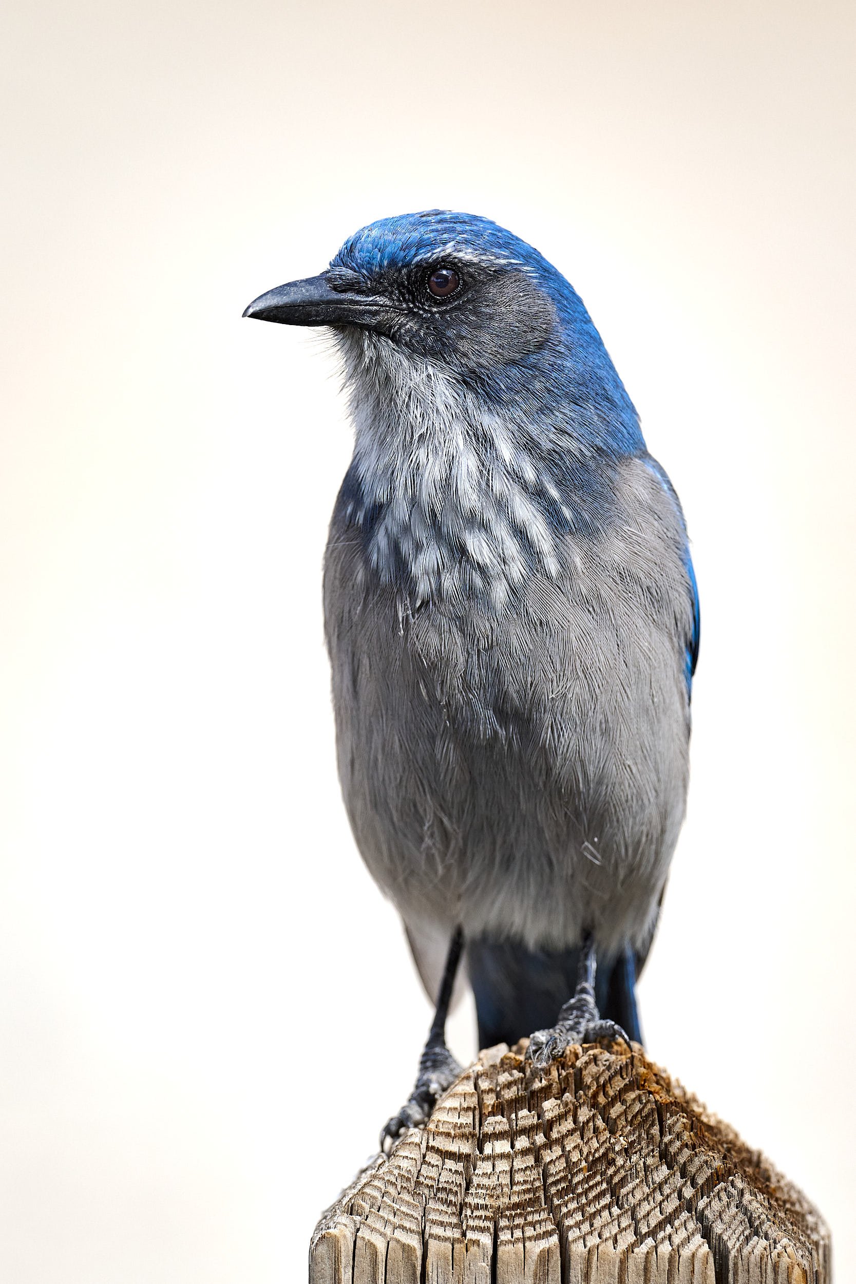 Woodhouse's Scrubjay