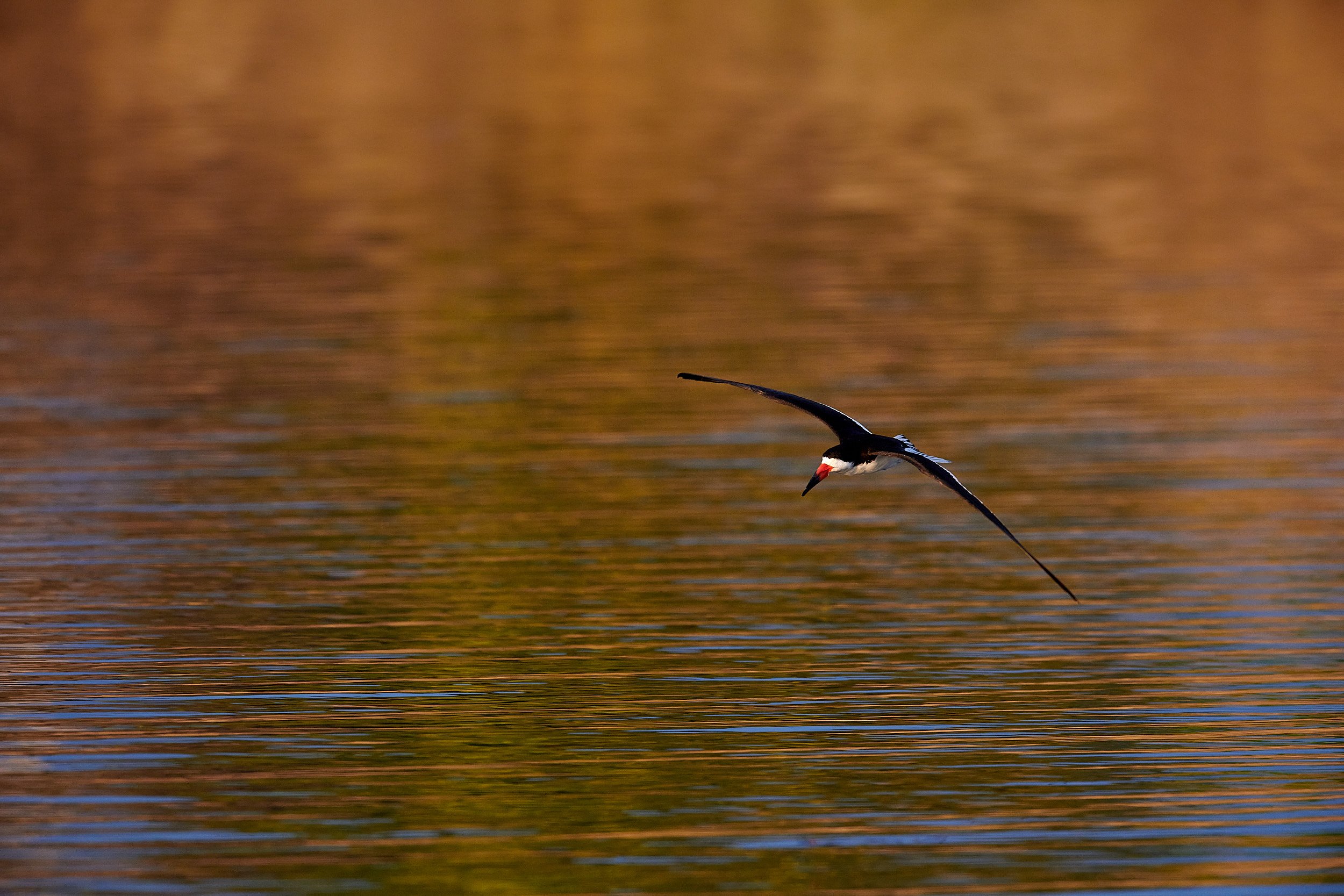 Black Skimmer