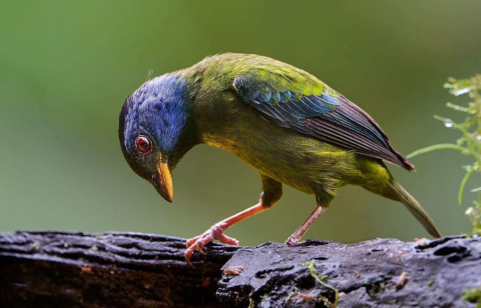 Moss-backed Tanager