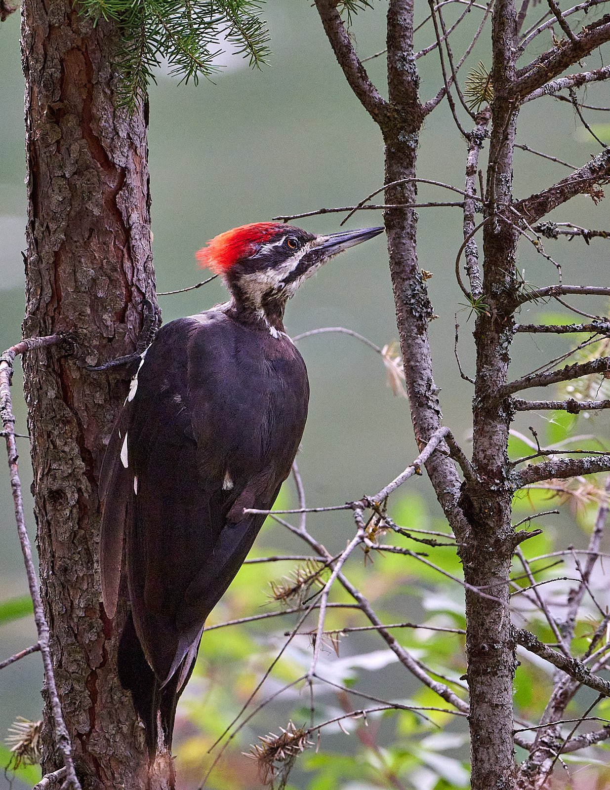 Pileated Woodpecker