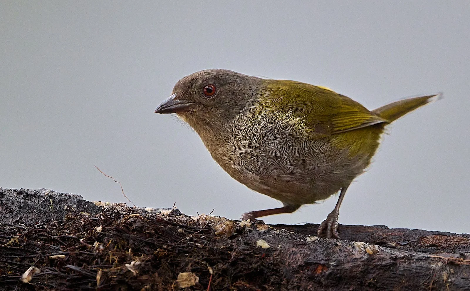 Dusky Chlorospingus