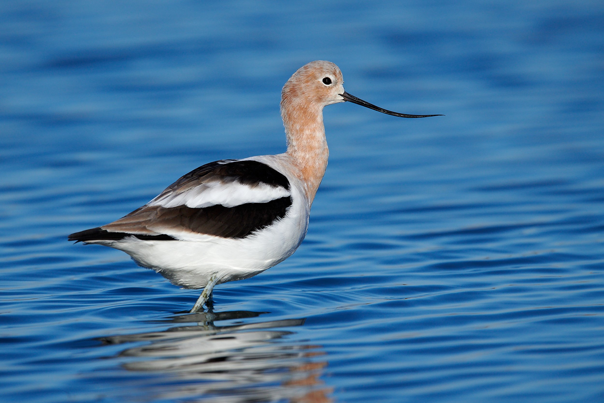 Avocet