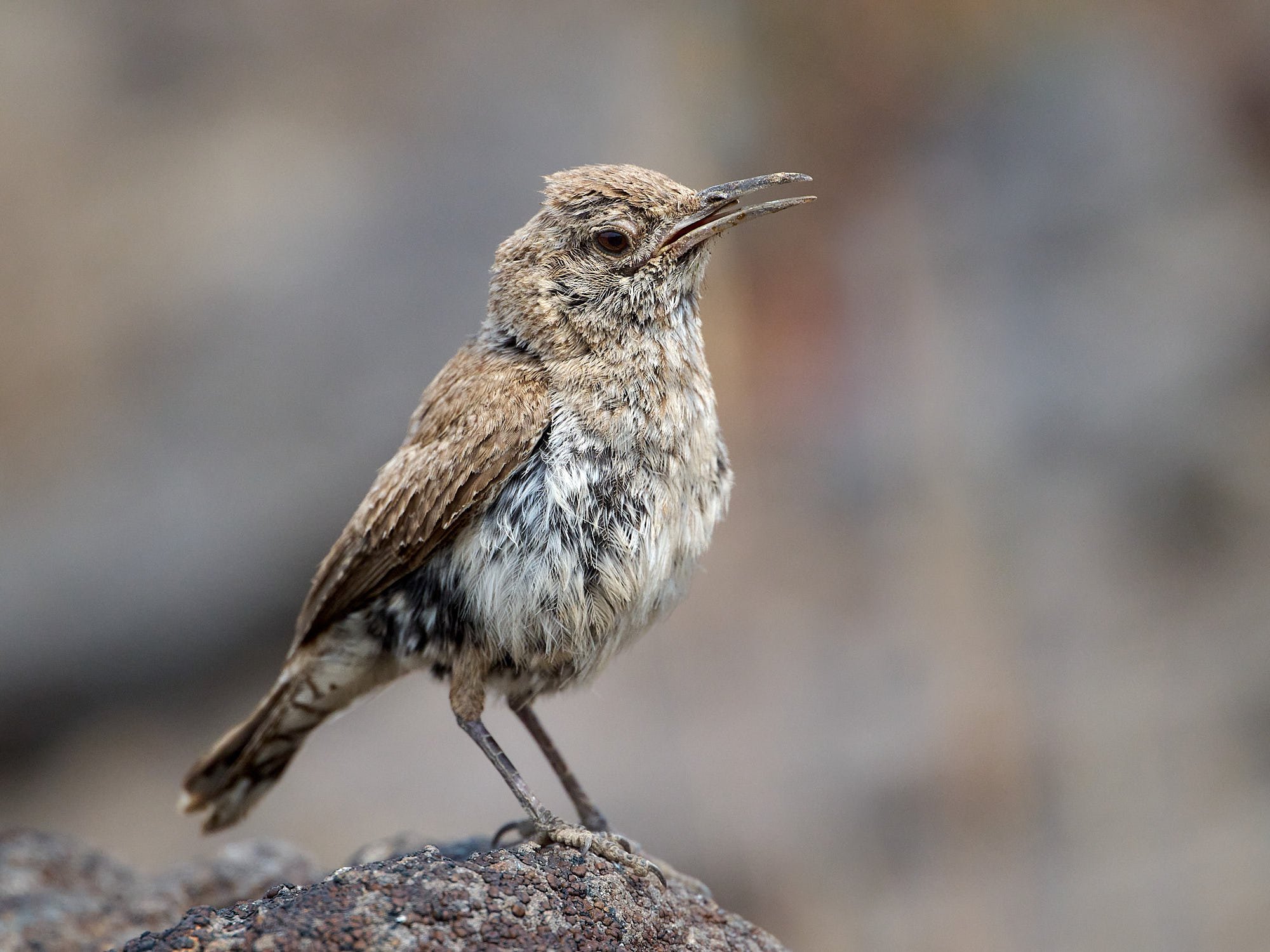 Rock Wren