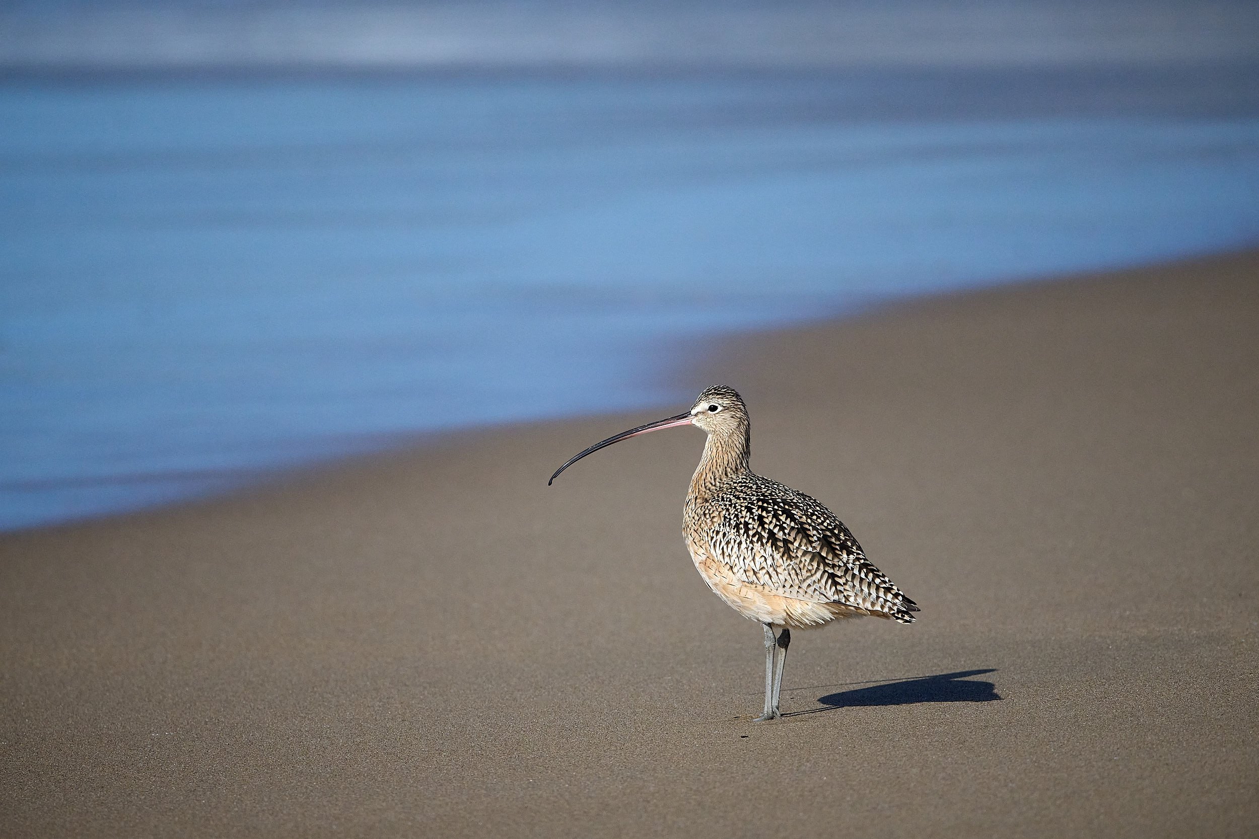 Long-billed Curlew