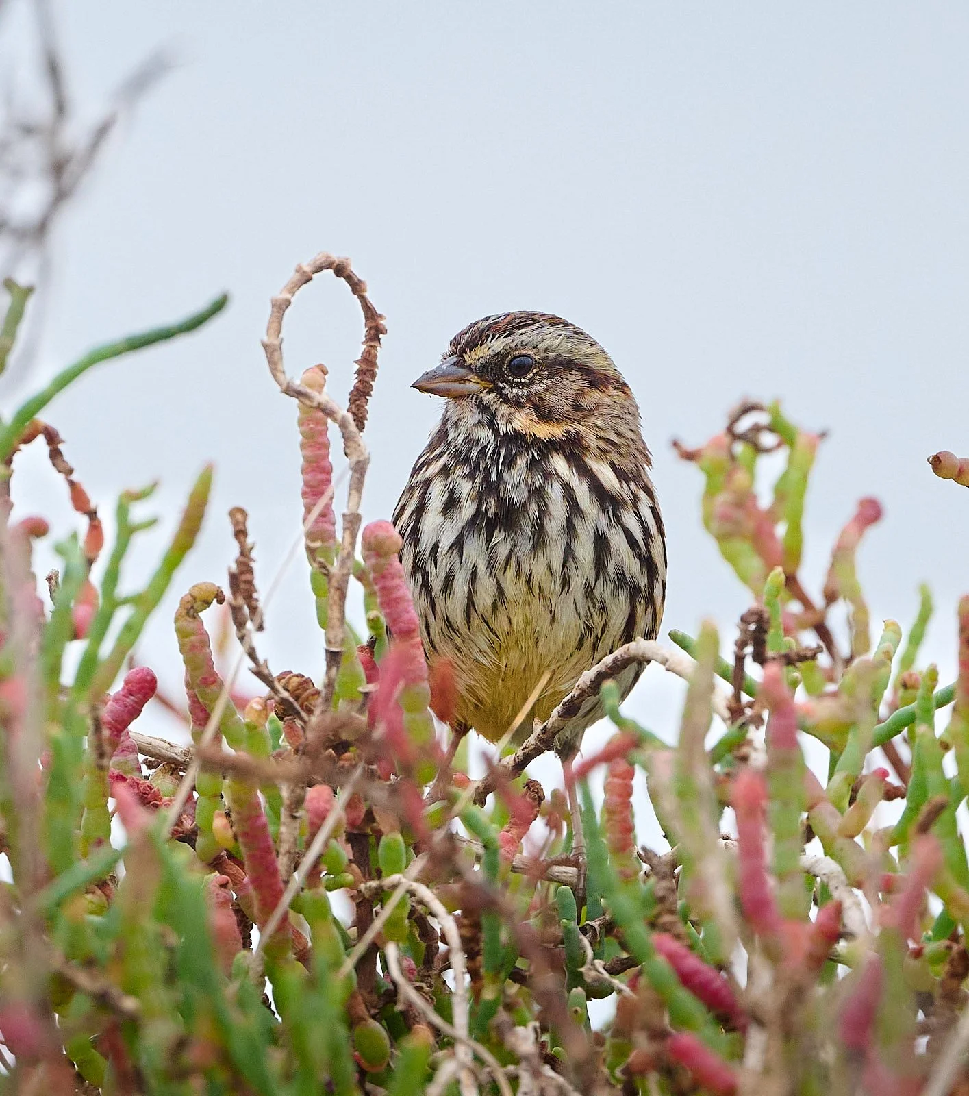 Song Sparrow