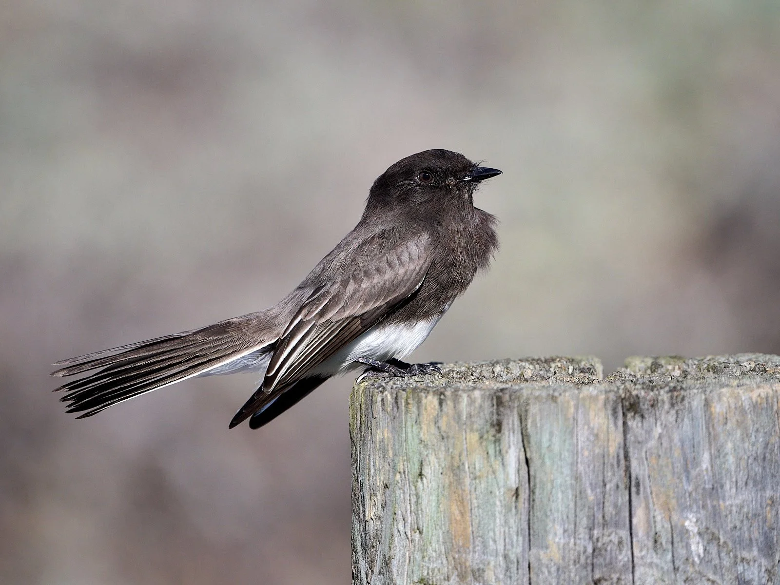 Black Phoebe