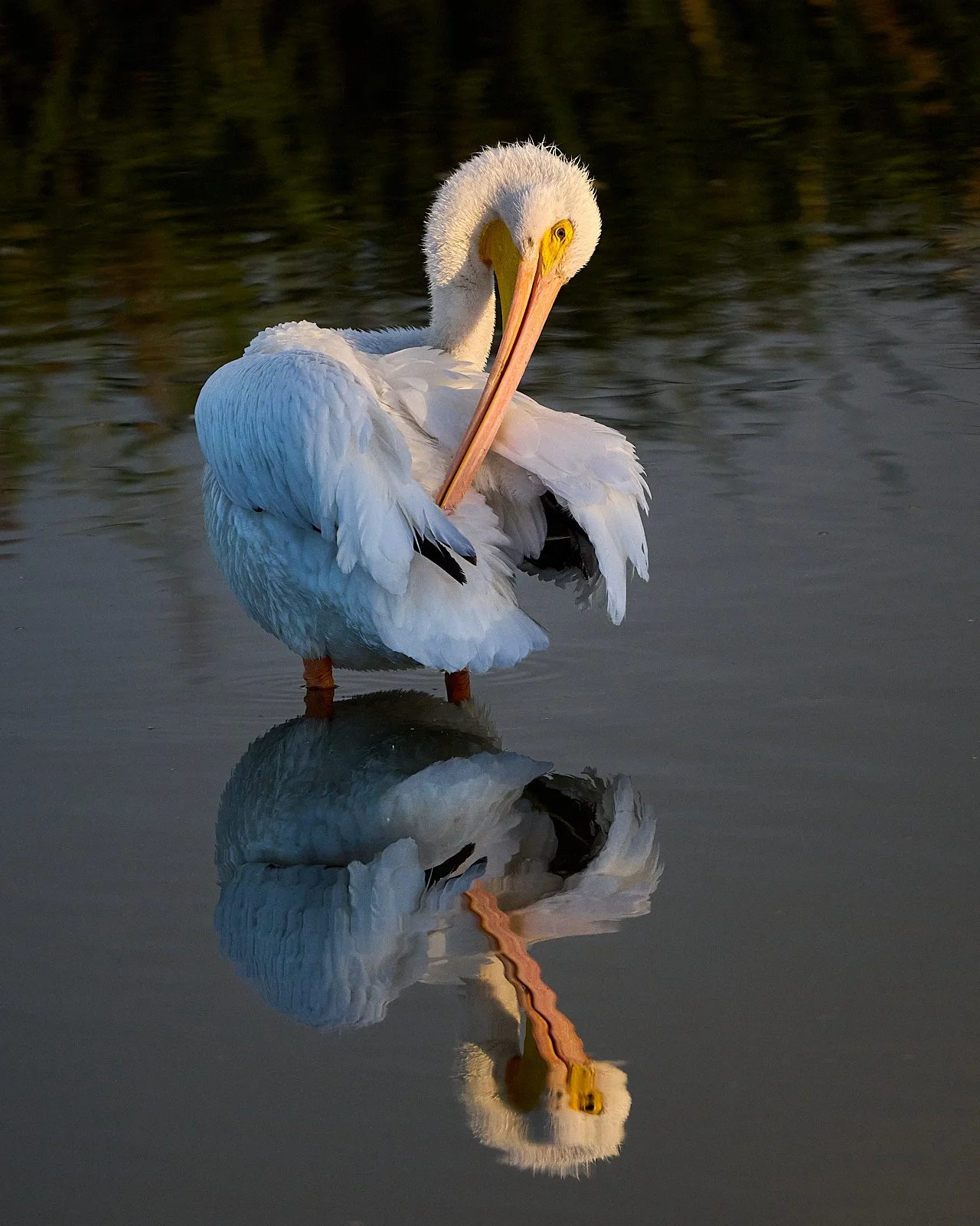 American White Pelican