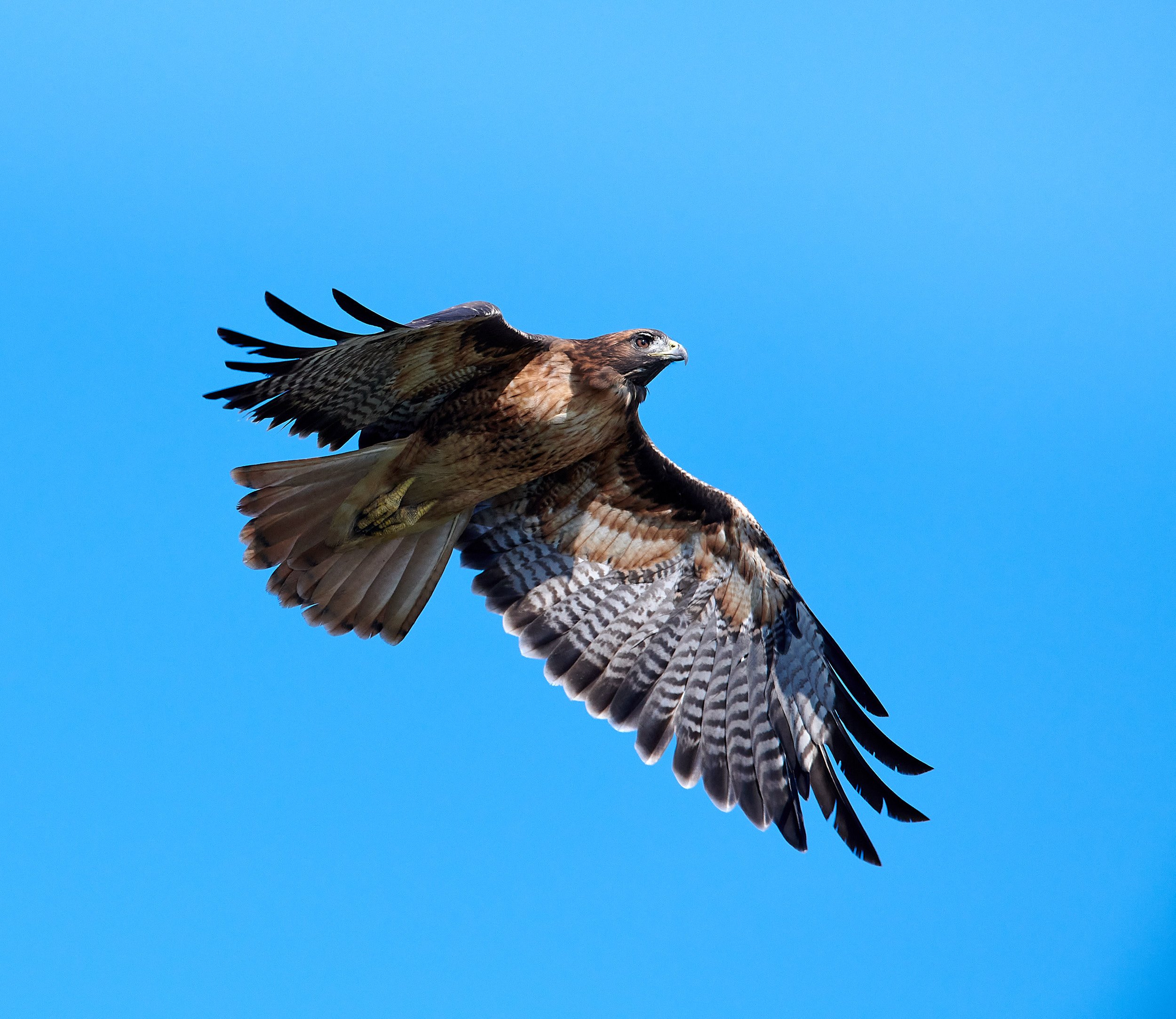 Red-tailed Hawk