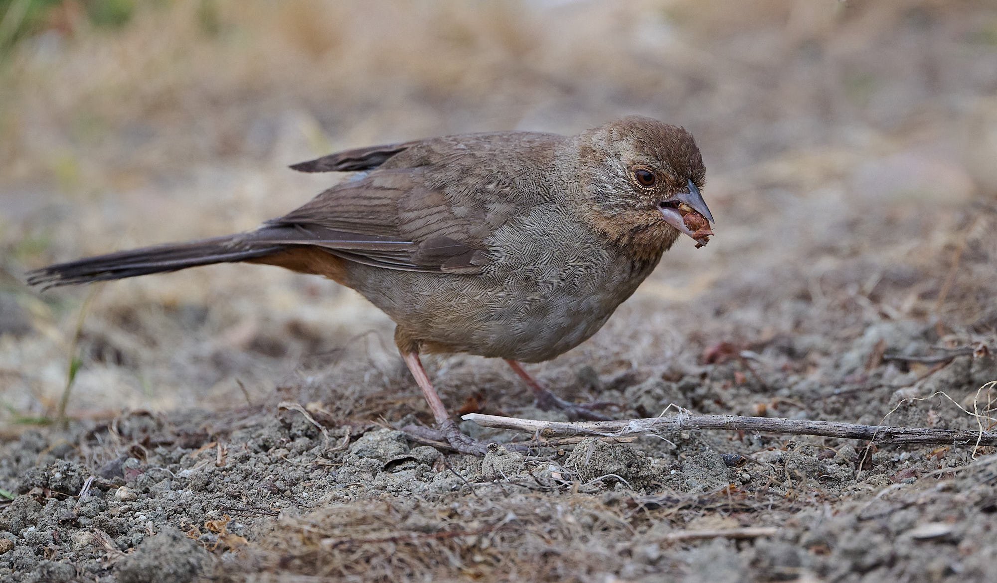 California Towhee