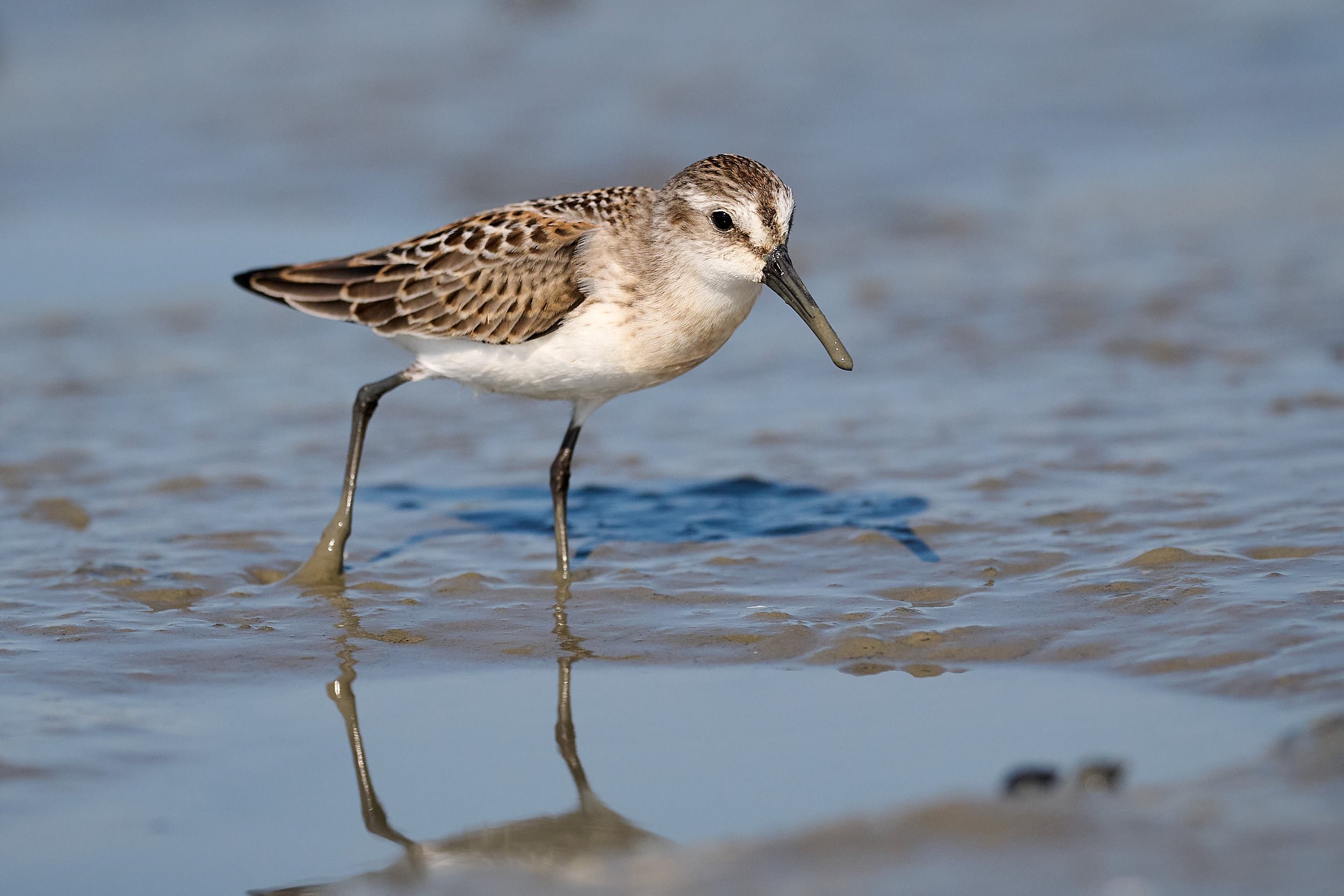 Dunlin