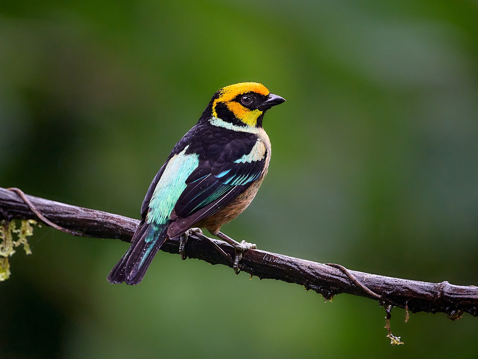 Flame-faced Tanager