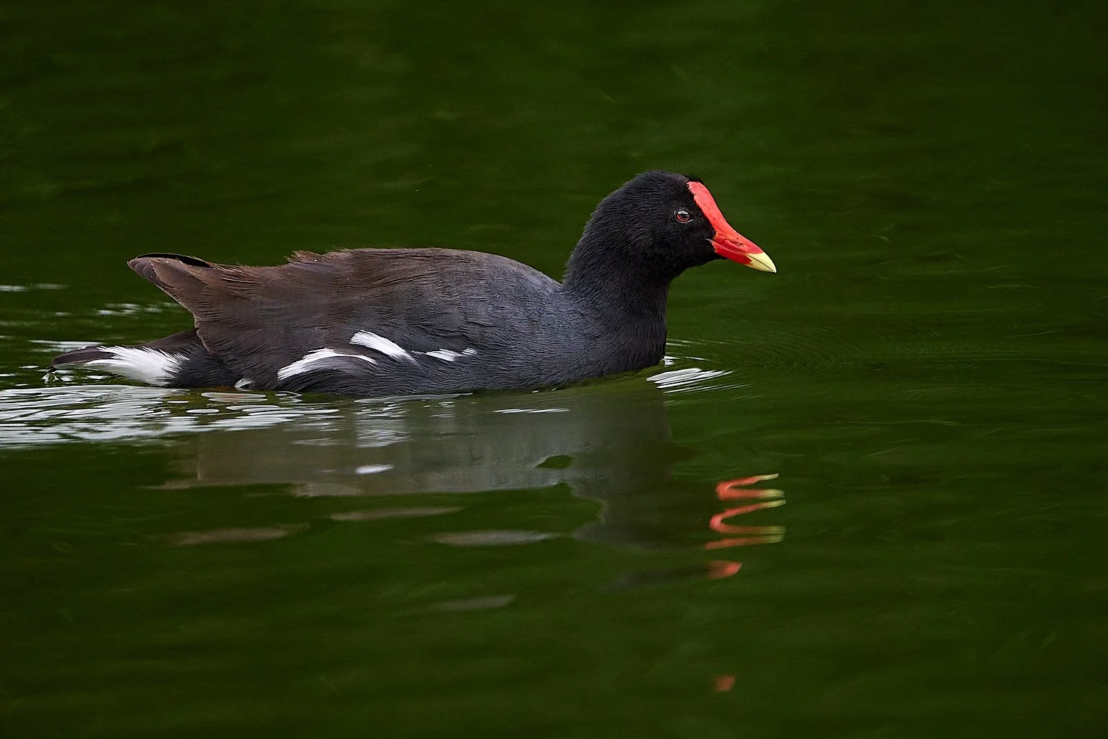 Common Gallinule