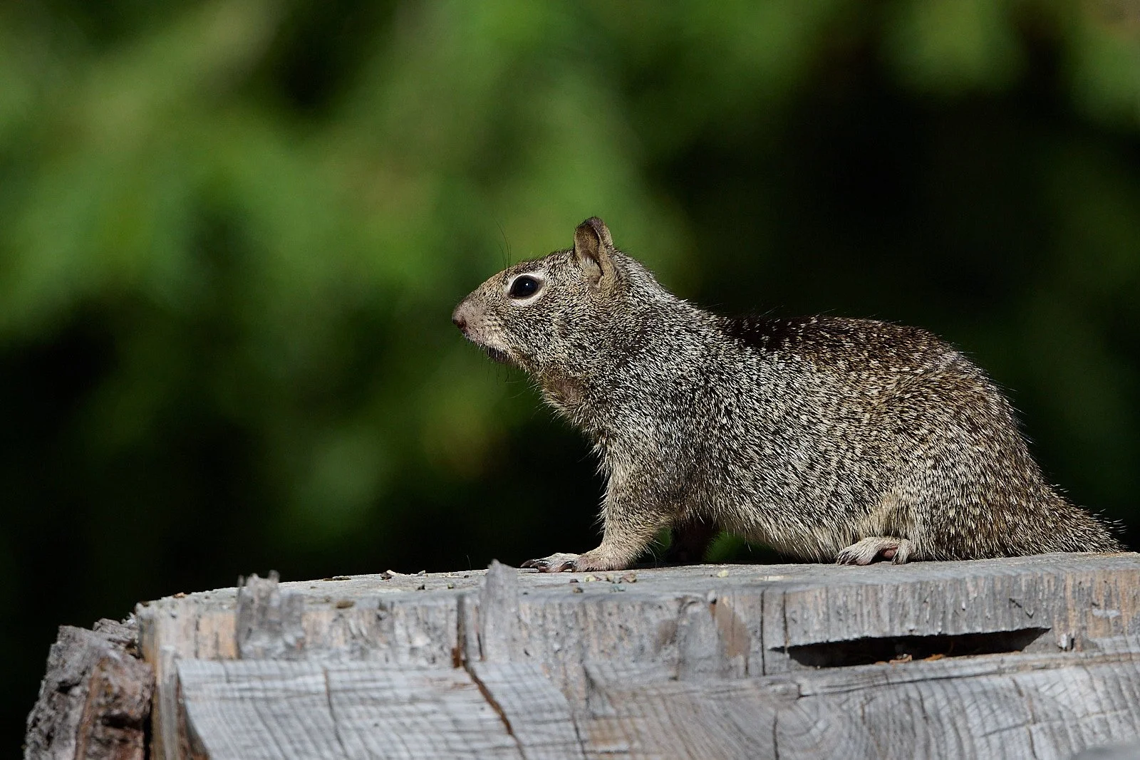 non-bird GDW_6941.jpg