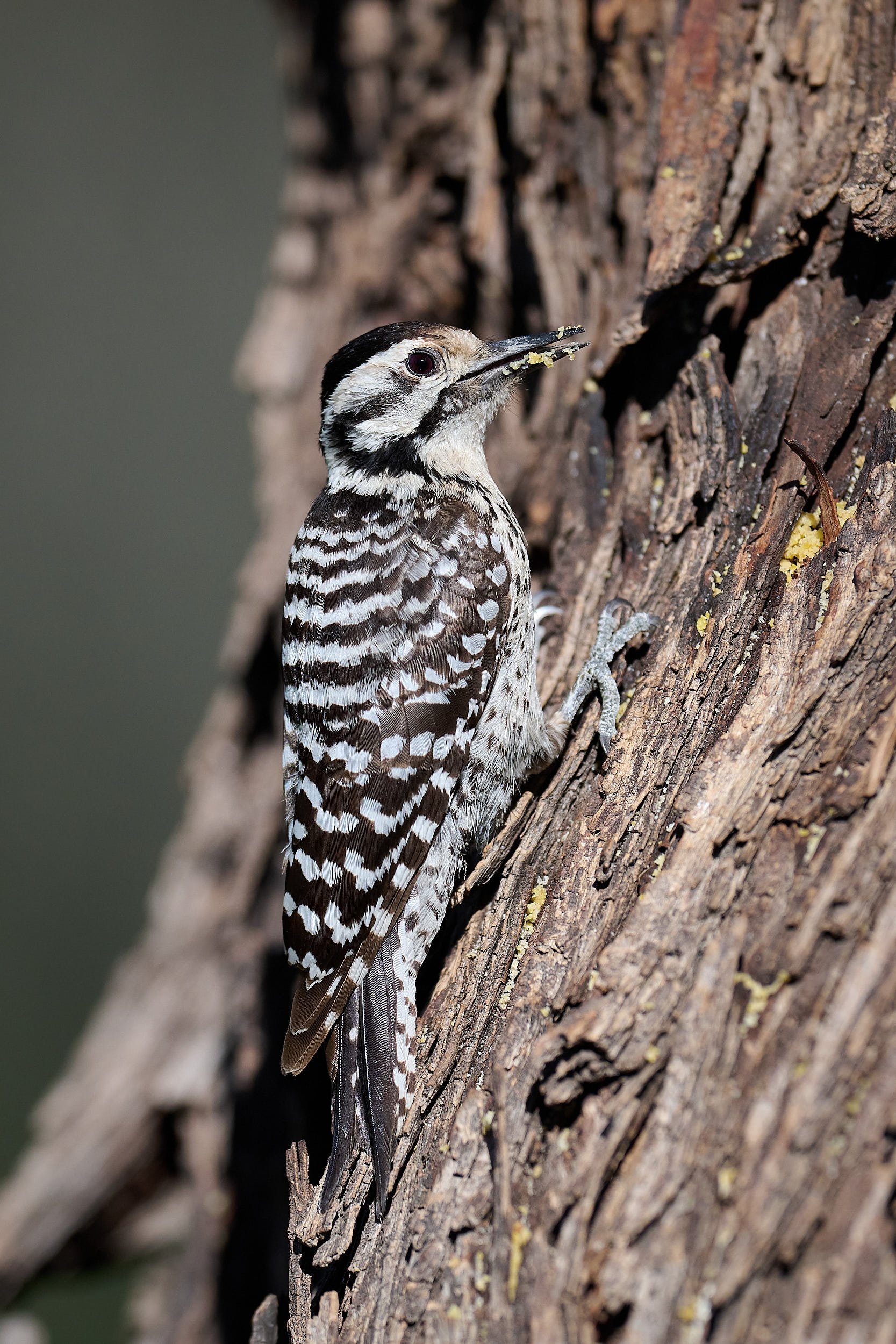 Ladder-backed Woodpecker