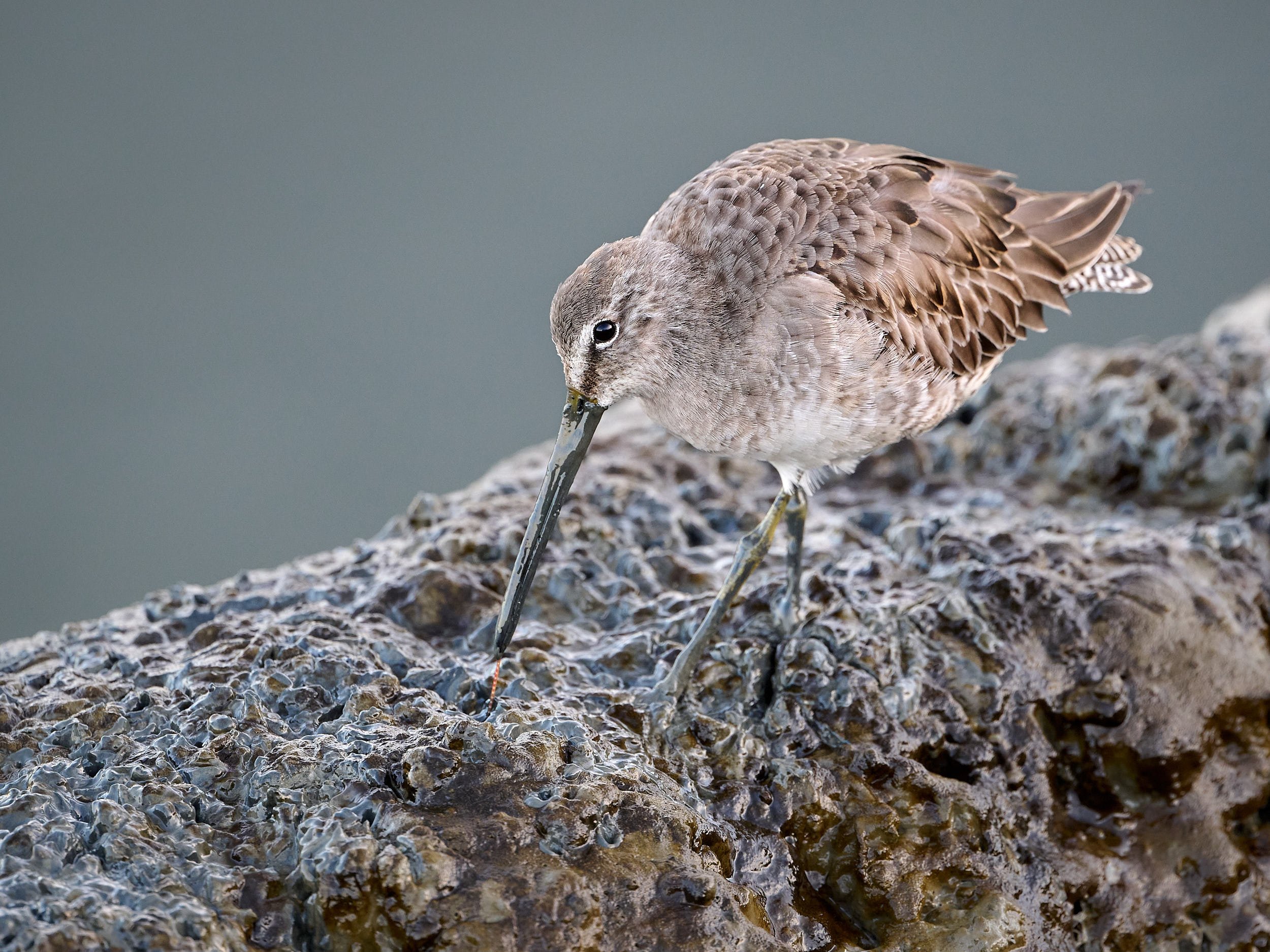Long-billed Dowitcher