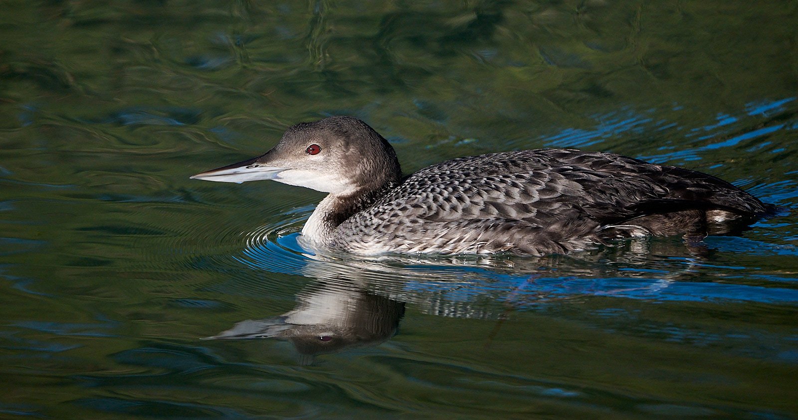 Common Loon