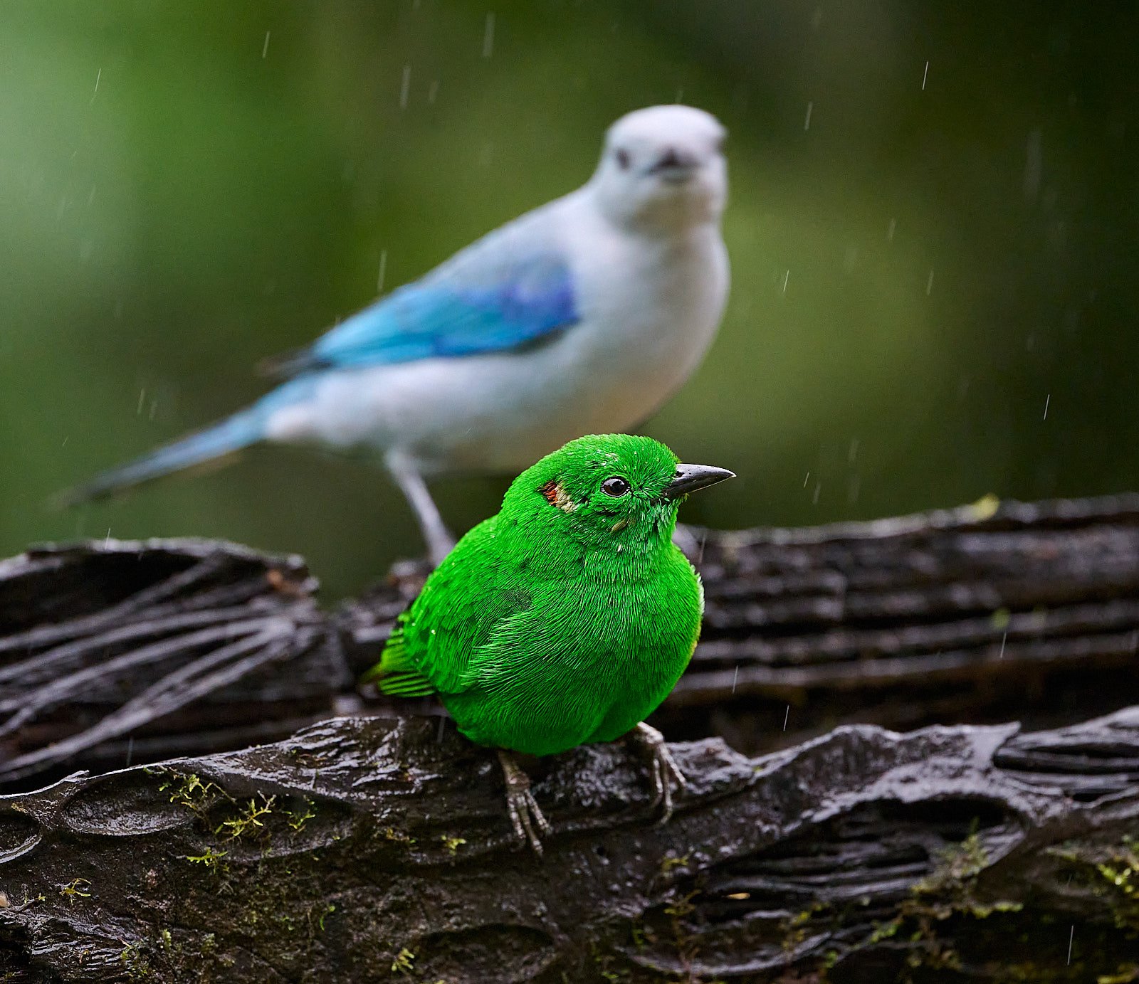 Glistening-green Tanager