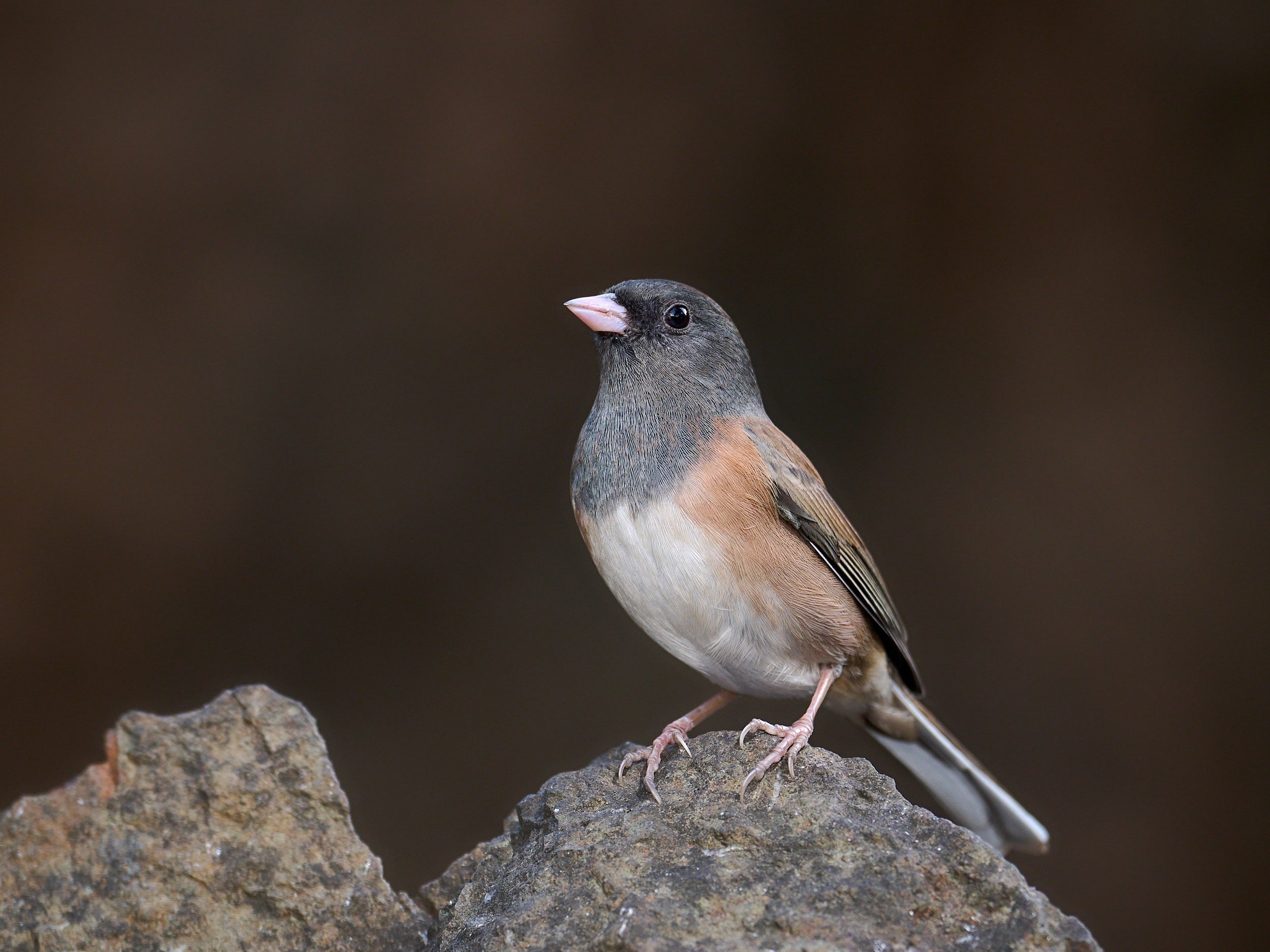 Dark-eyed Junco