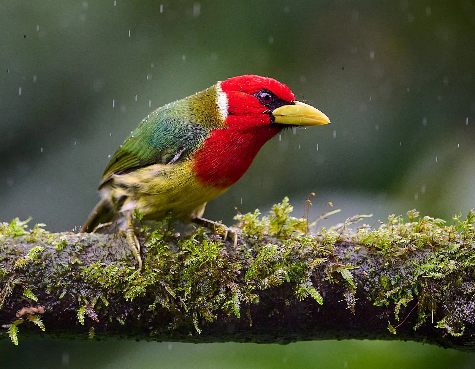 Red-headed Barbet, male